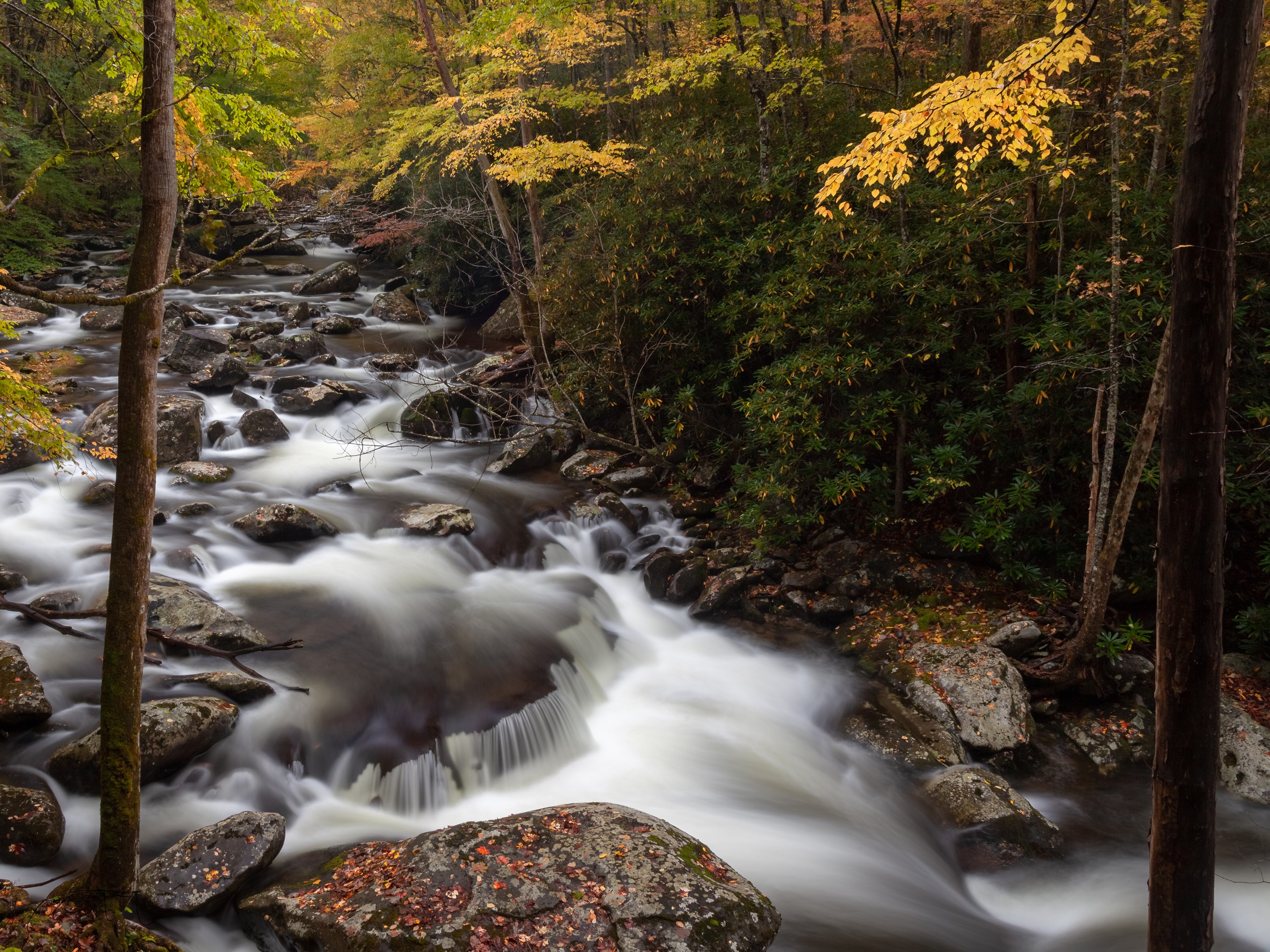 River flowing through Great Smoky Mountains National Park in Autumn HD Wallpaper