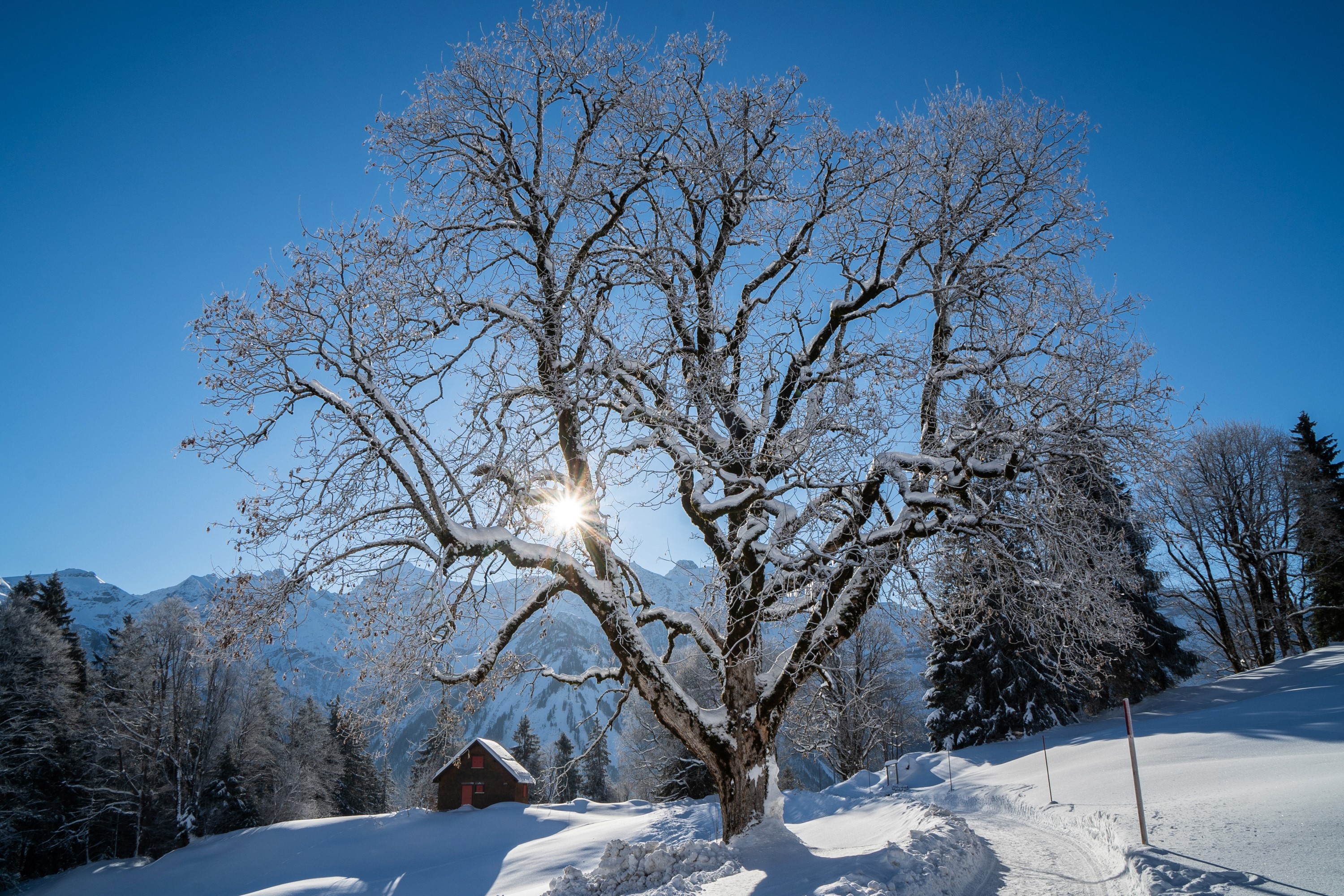 Snowy winter landscape with a large tree and mountains in Braunwald, Switzerland HD Wallpaper