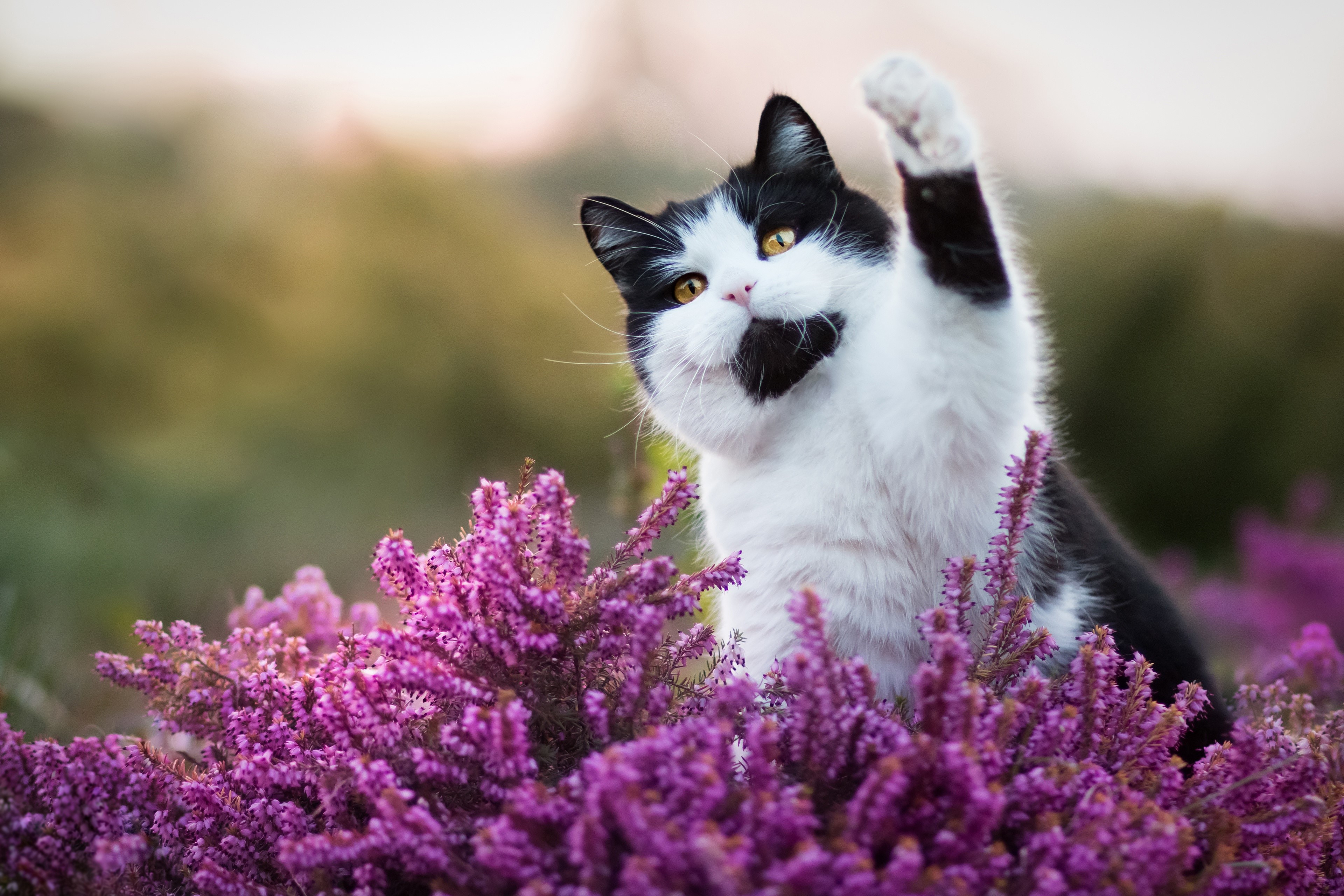 Black and white cat in purple flowers HD Wallpaper