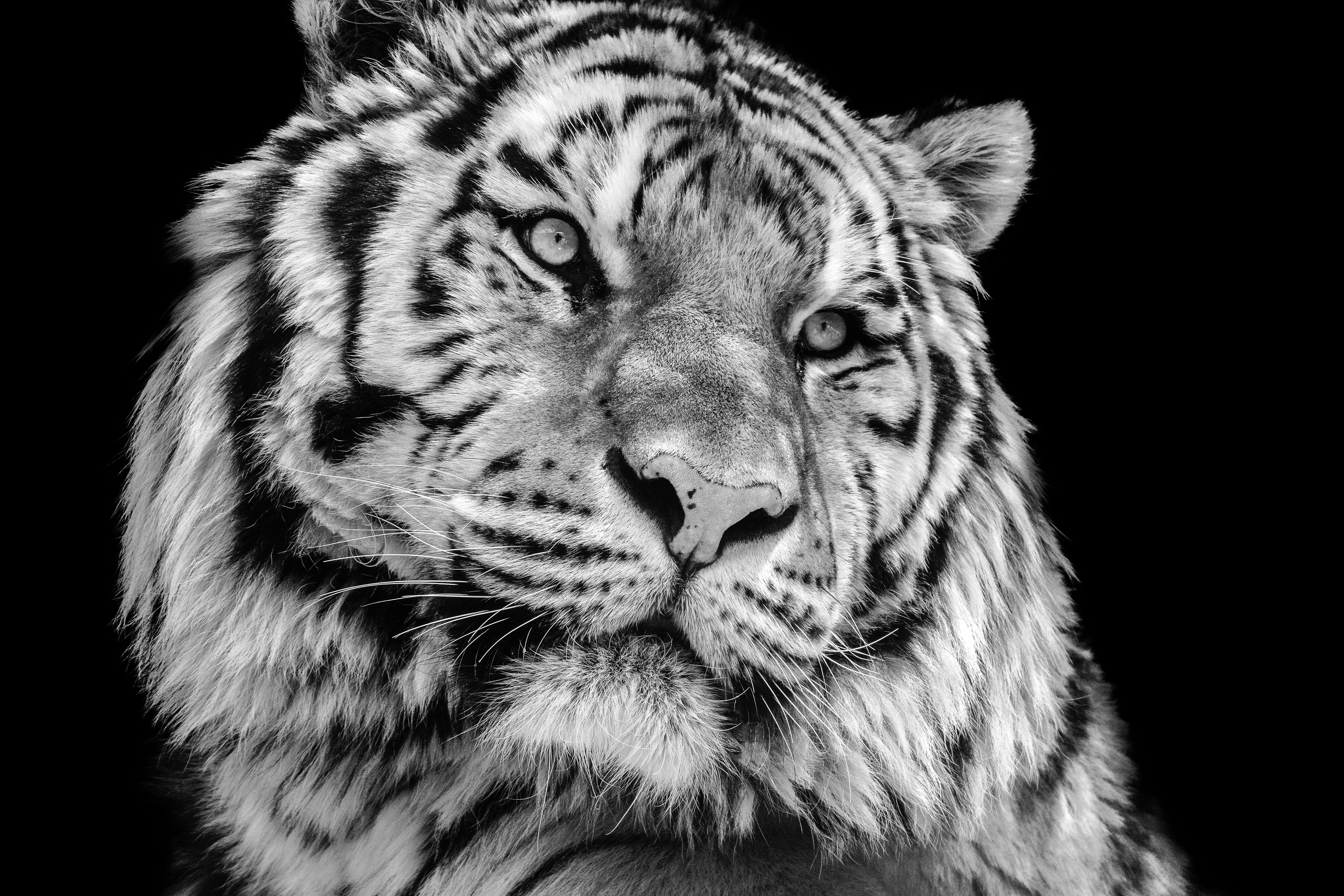 Close-up of a tiger's face on a black background HD Wallpaper