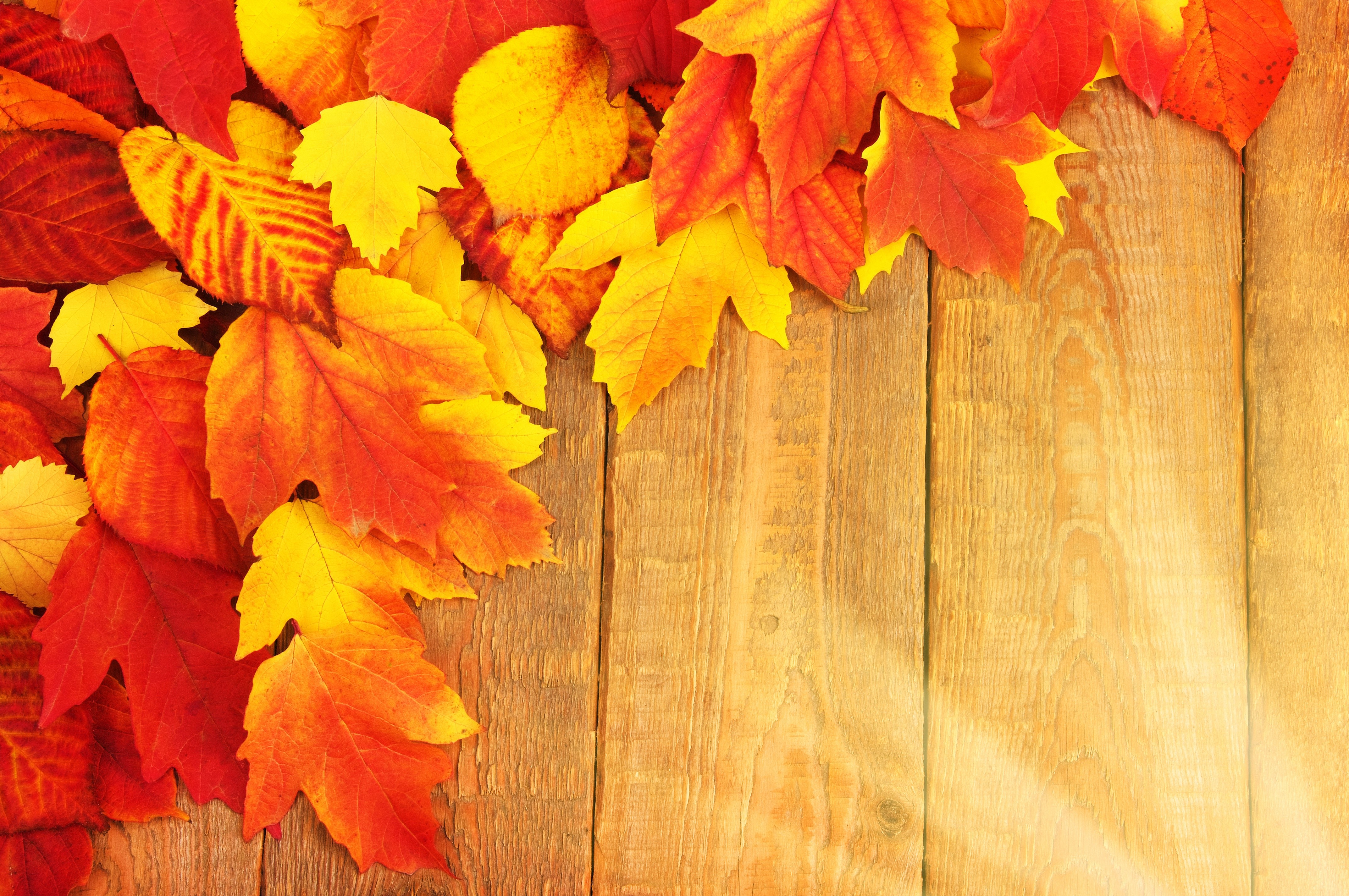 Autumn Leaves on Wood Planks HD Wallpaper