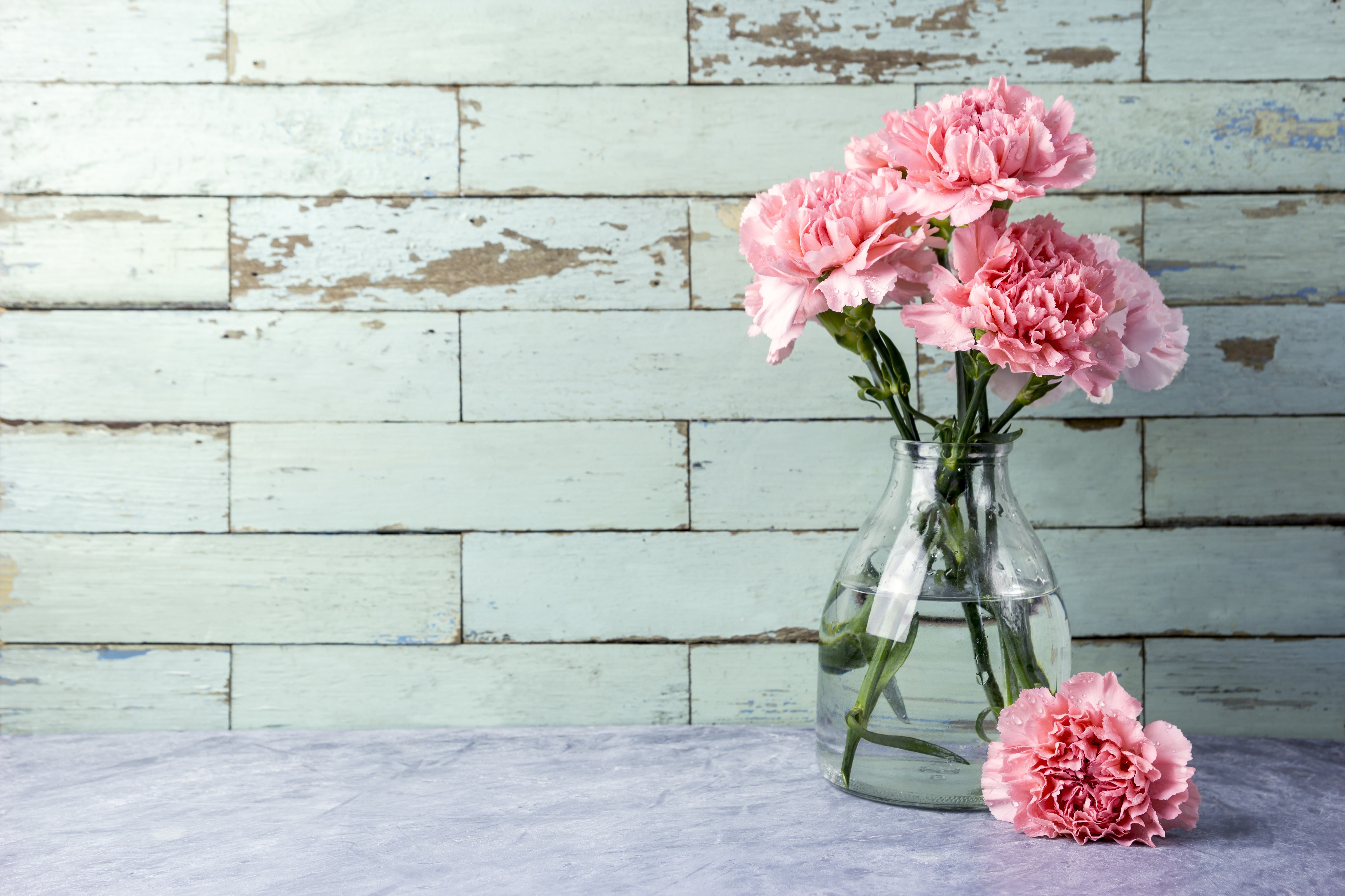 Pink Carnations in a Glass Vase HD Wallpaper