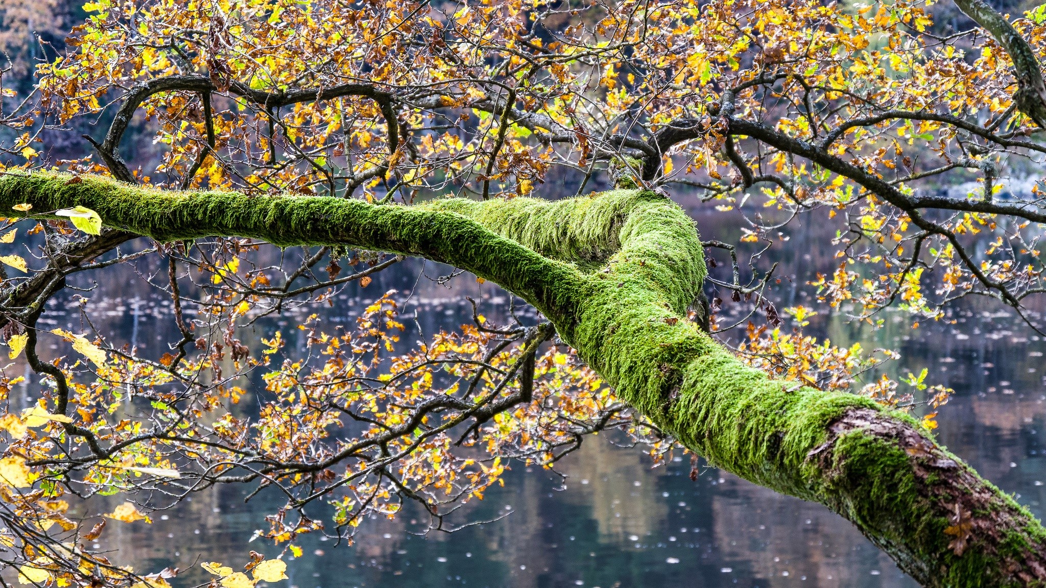 Mossy Tree Branch Over Water in Autumn HD Wallpaper