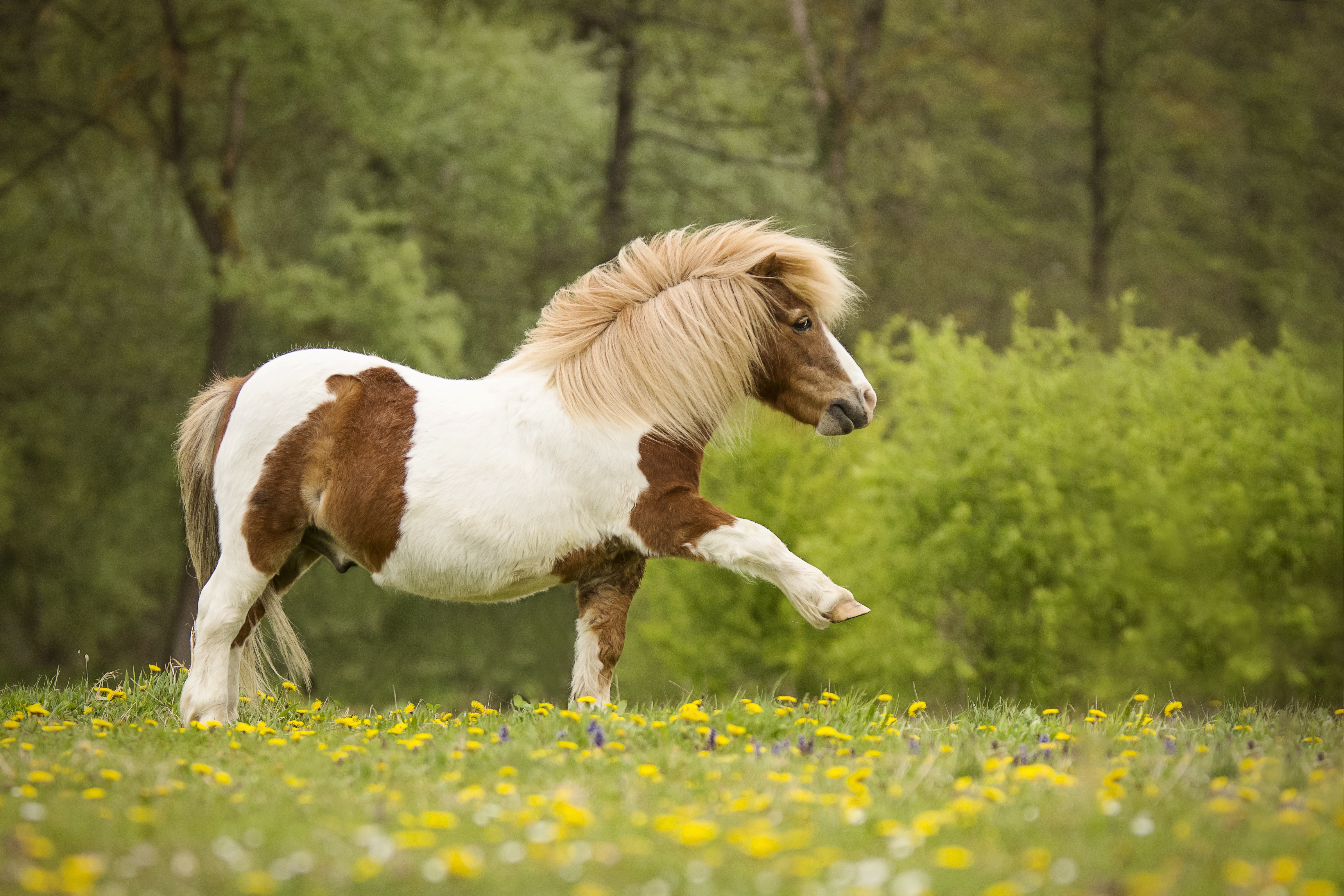 Pony in a field of flowers HD Wallpaper