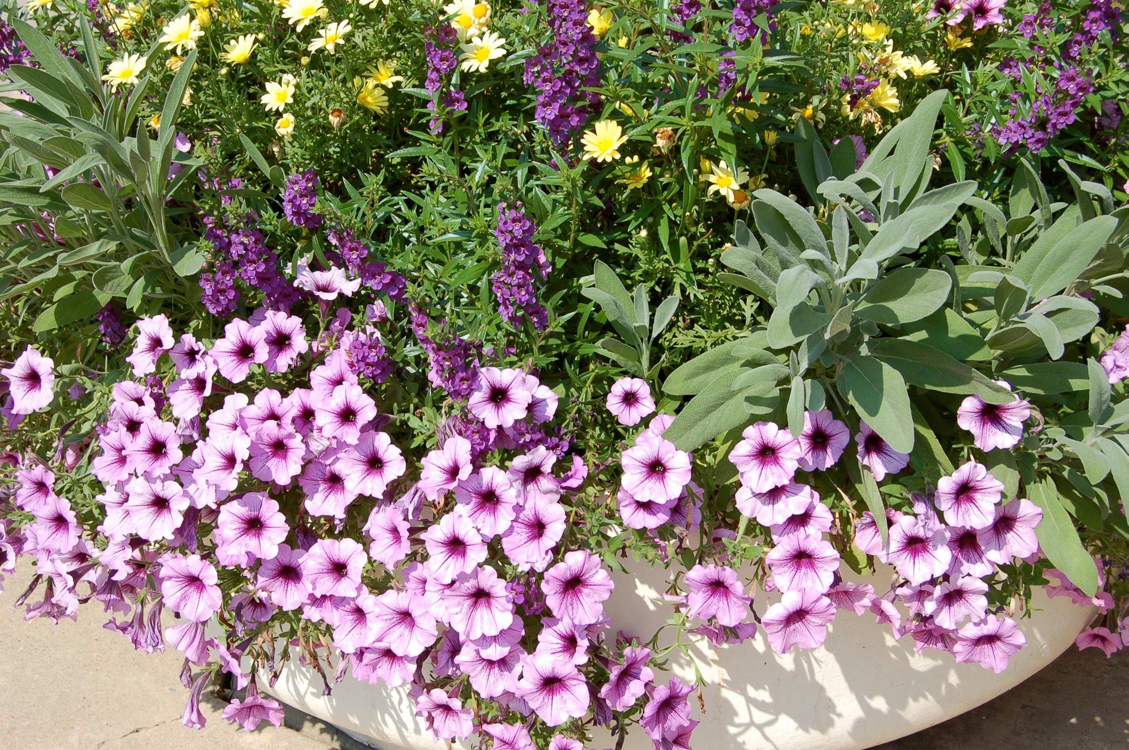 Purple petunias and yellow daisies in a planter HD Wallpaper