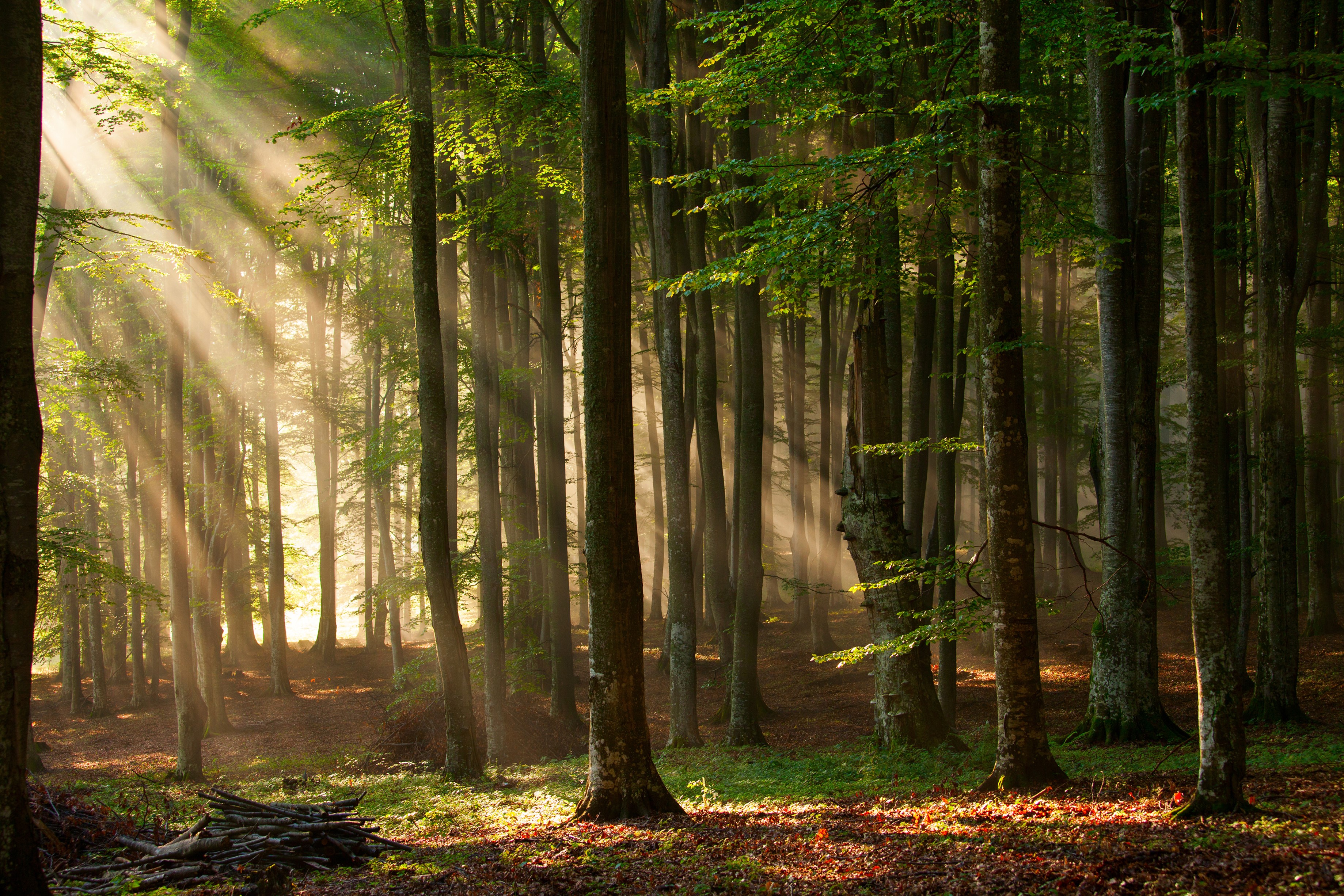 Sunlight filtering through trees in a forest HD Wallpaper