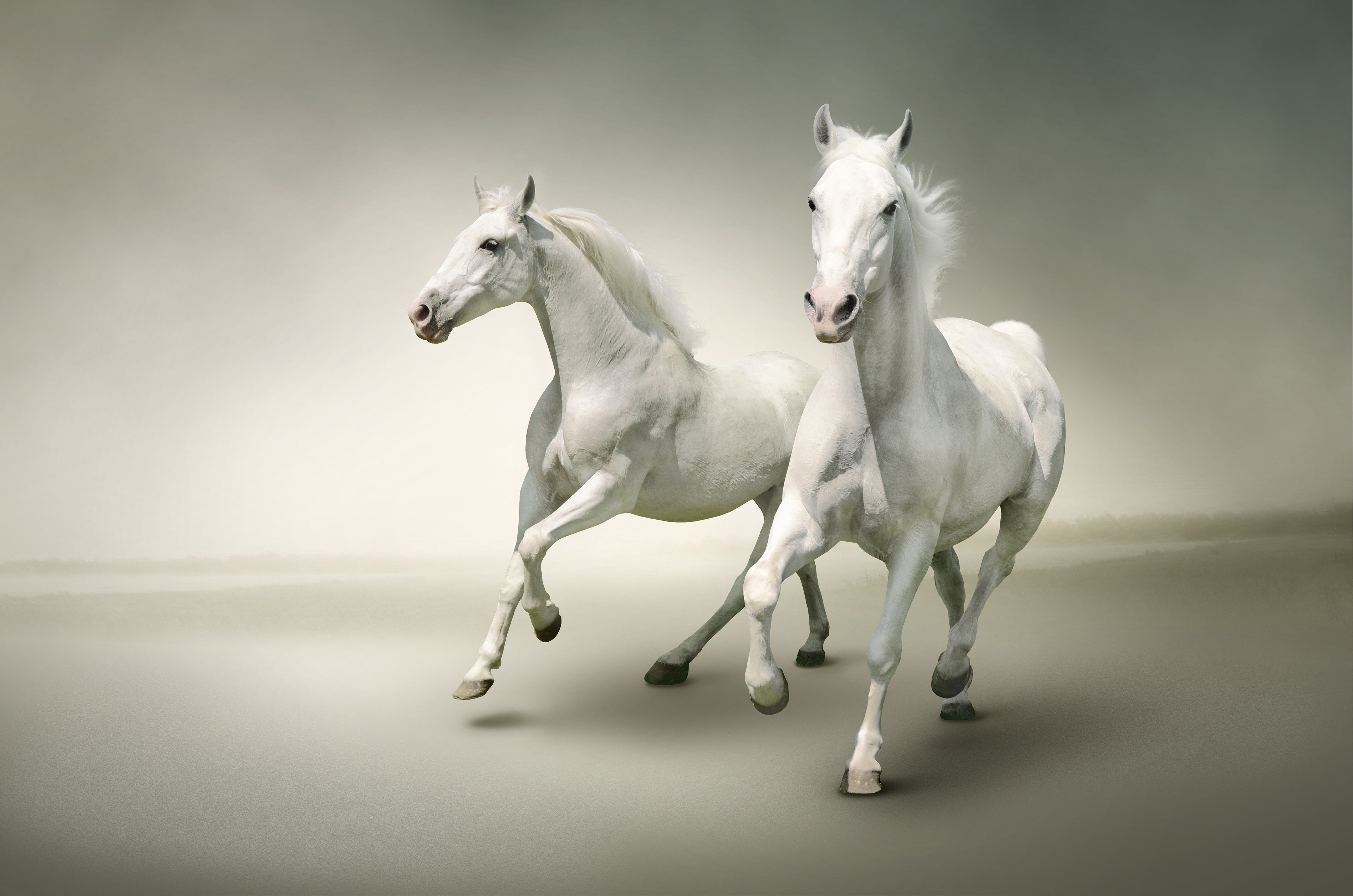 Two white horses running HD Wallpaper
