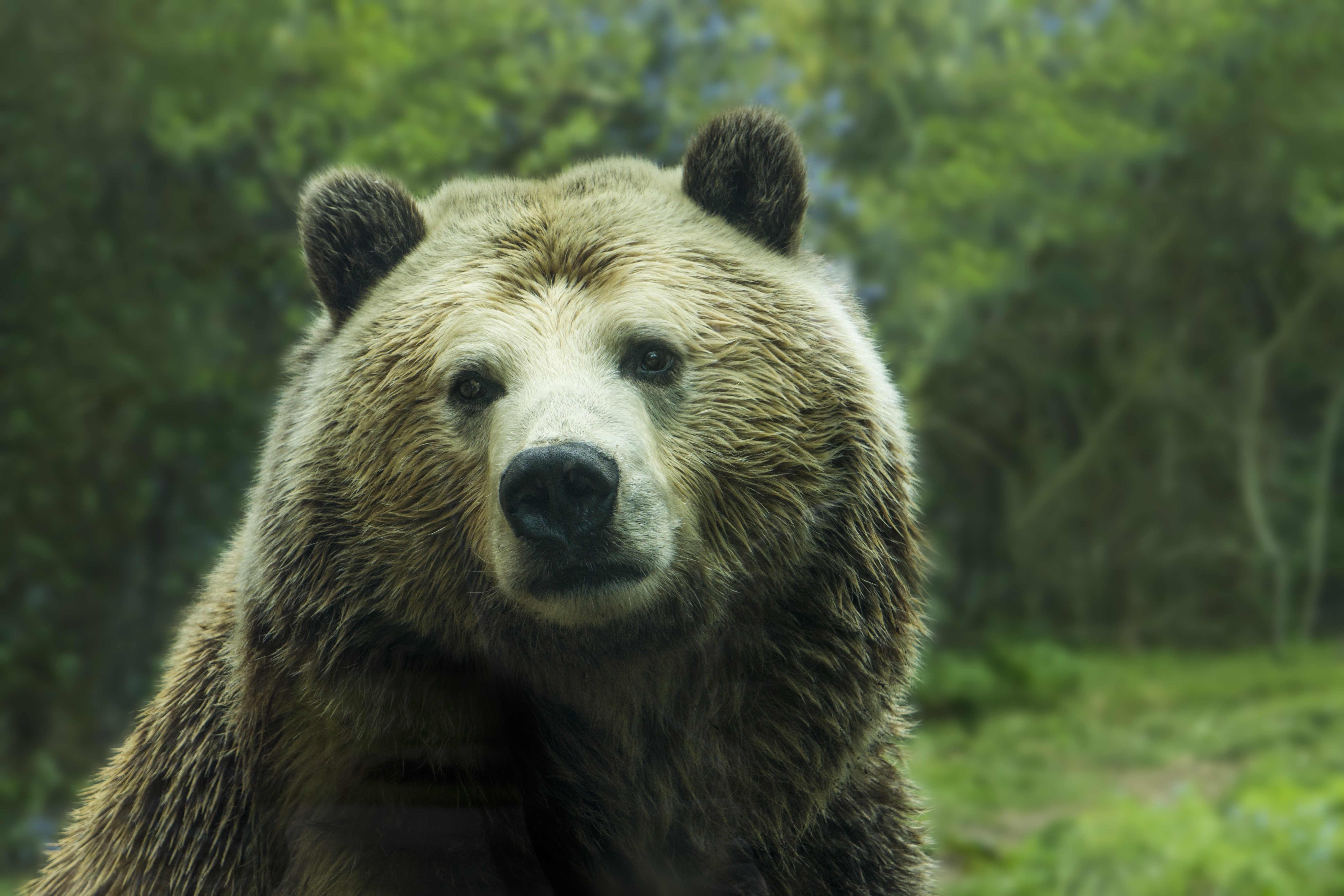 Brown Bear Close-up in Forest HD Wallpaper