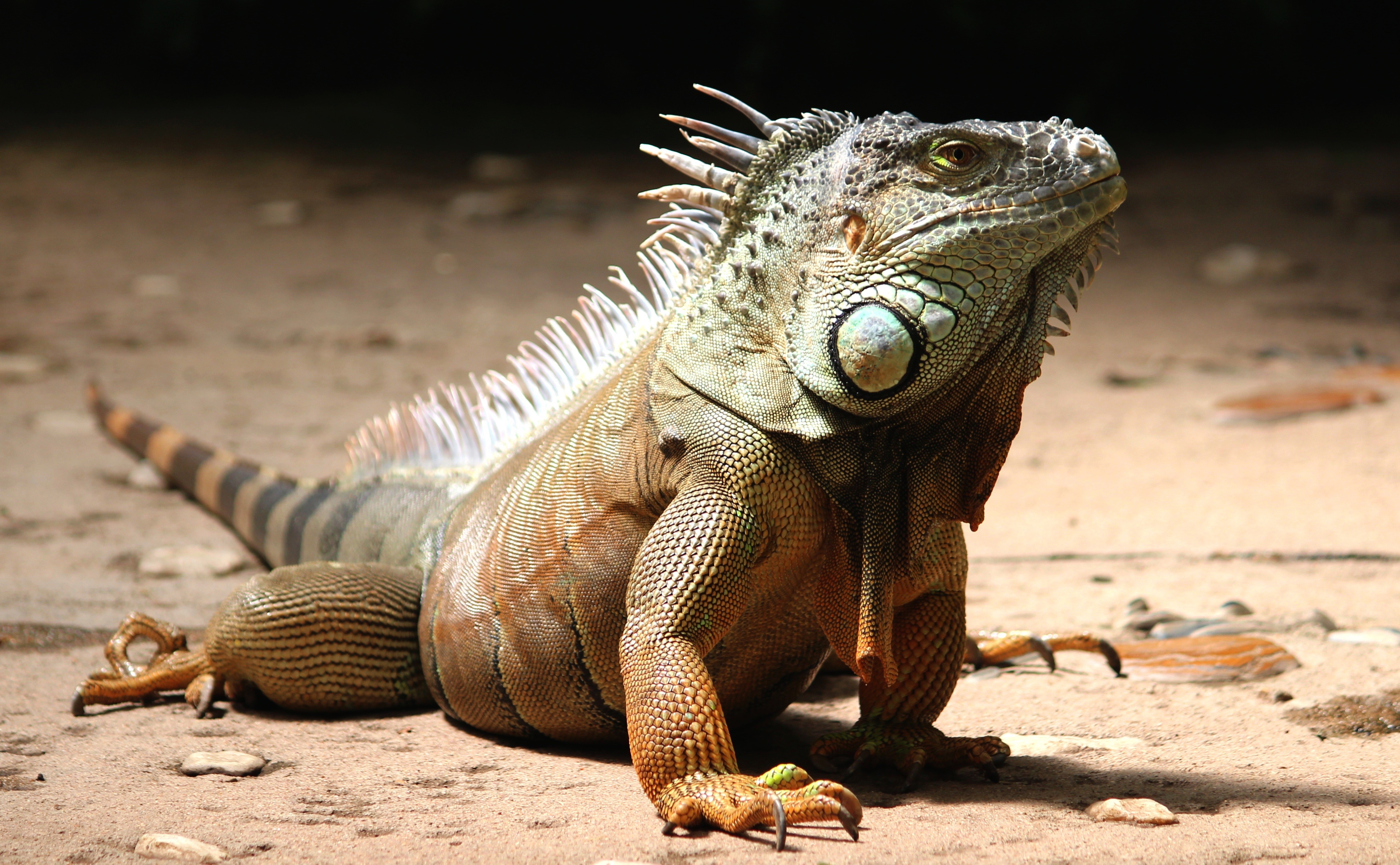 Green Iguana on sandy ground HD Wallpaper