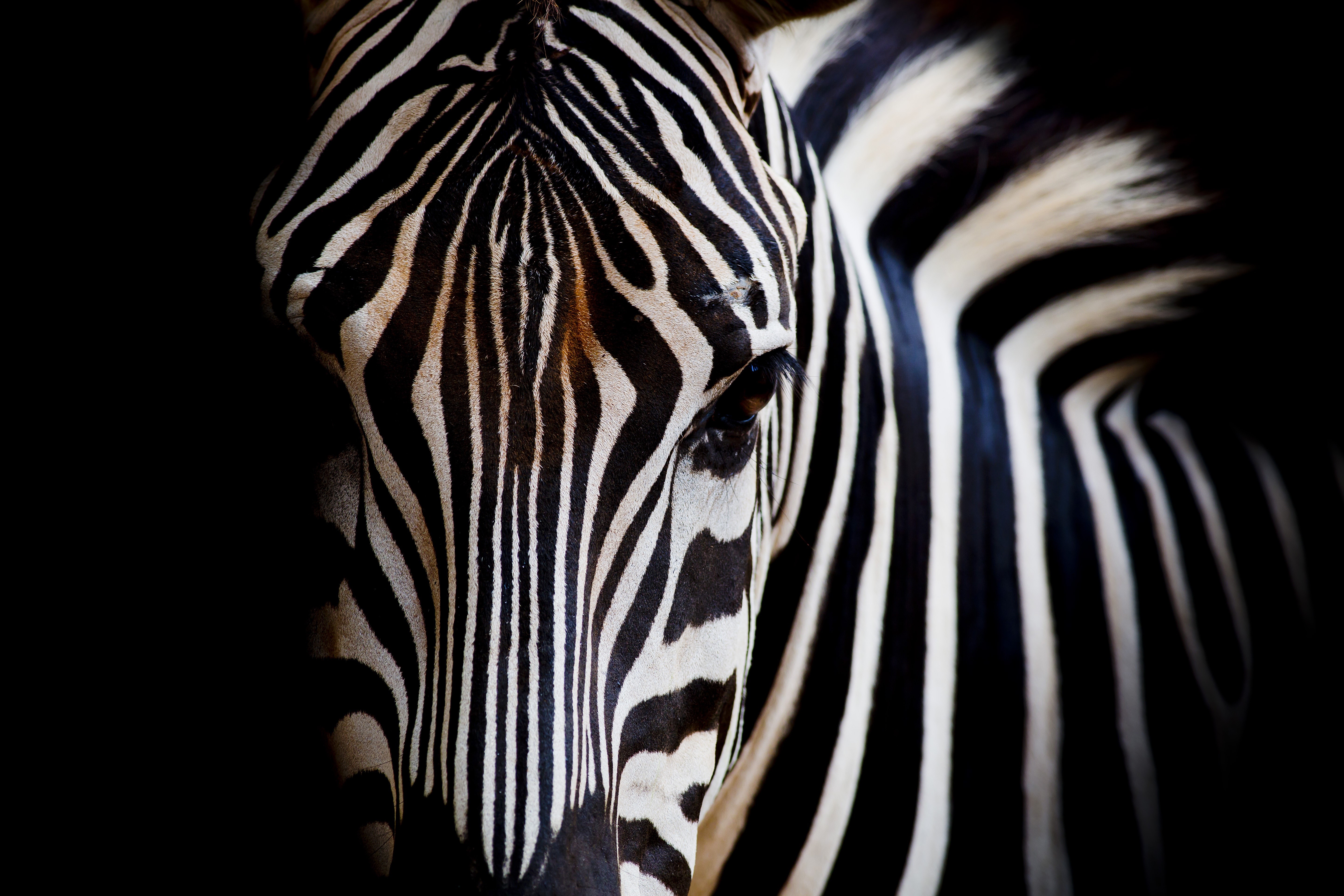 Close-up of a Zebra's Face HD Wallpaper