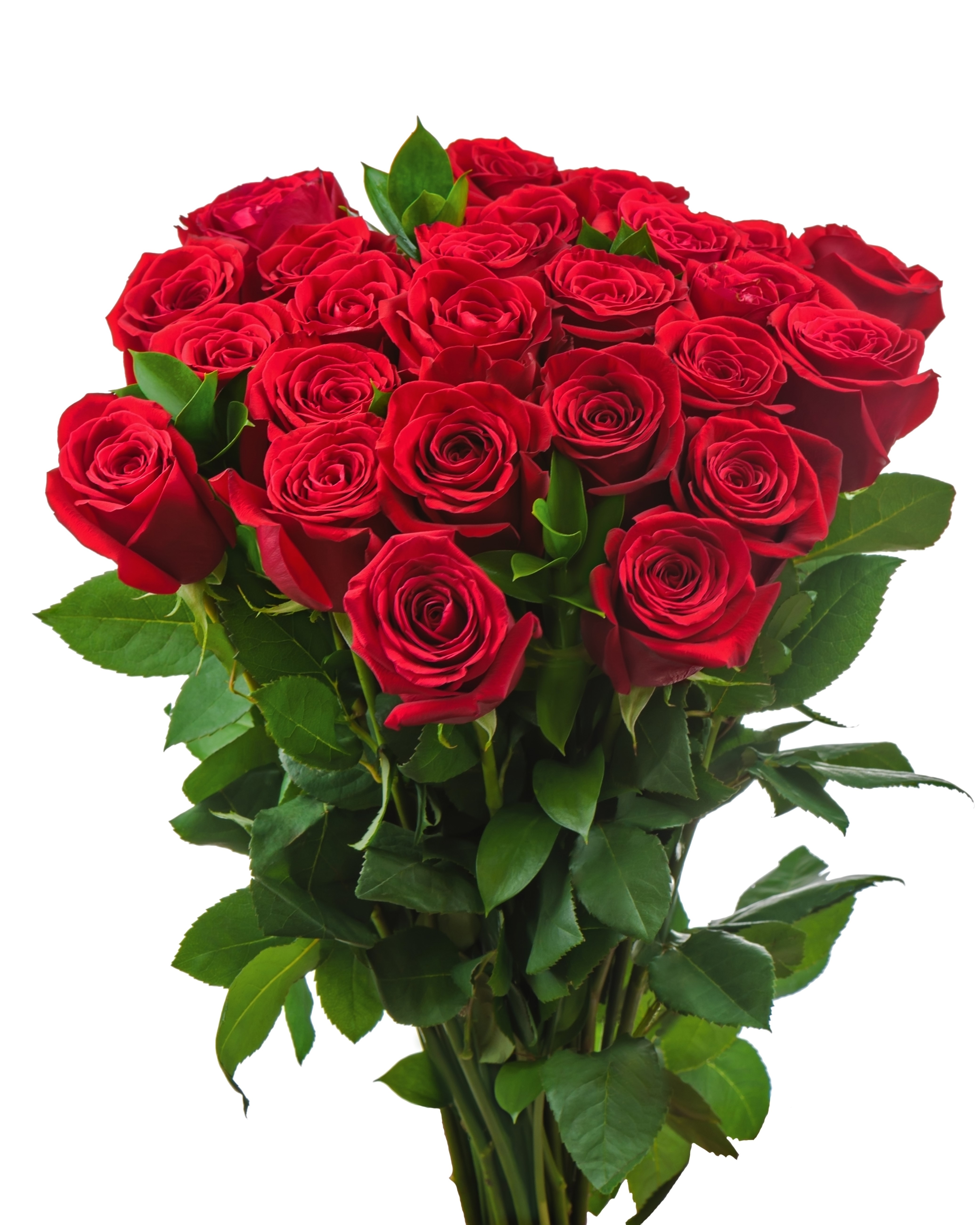 Bouquet of Red Roses on White Background HD Phone Wallpaper