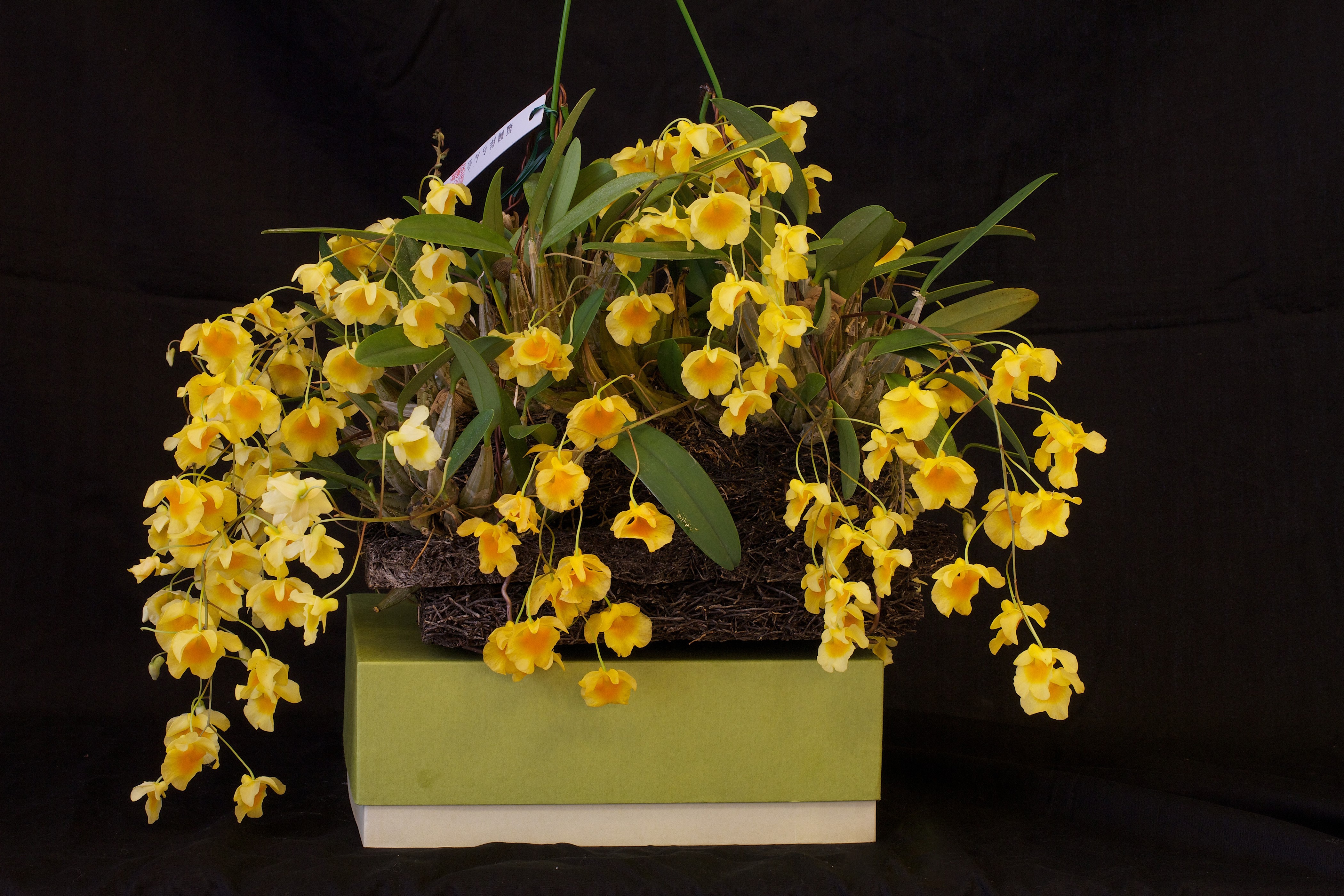 4K Yellow Orchid on Black Background HD Wallpaper