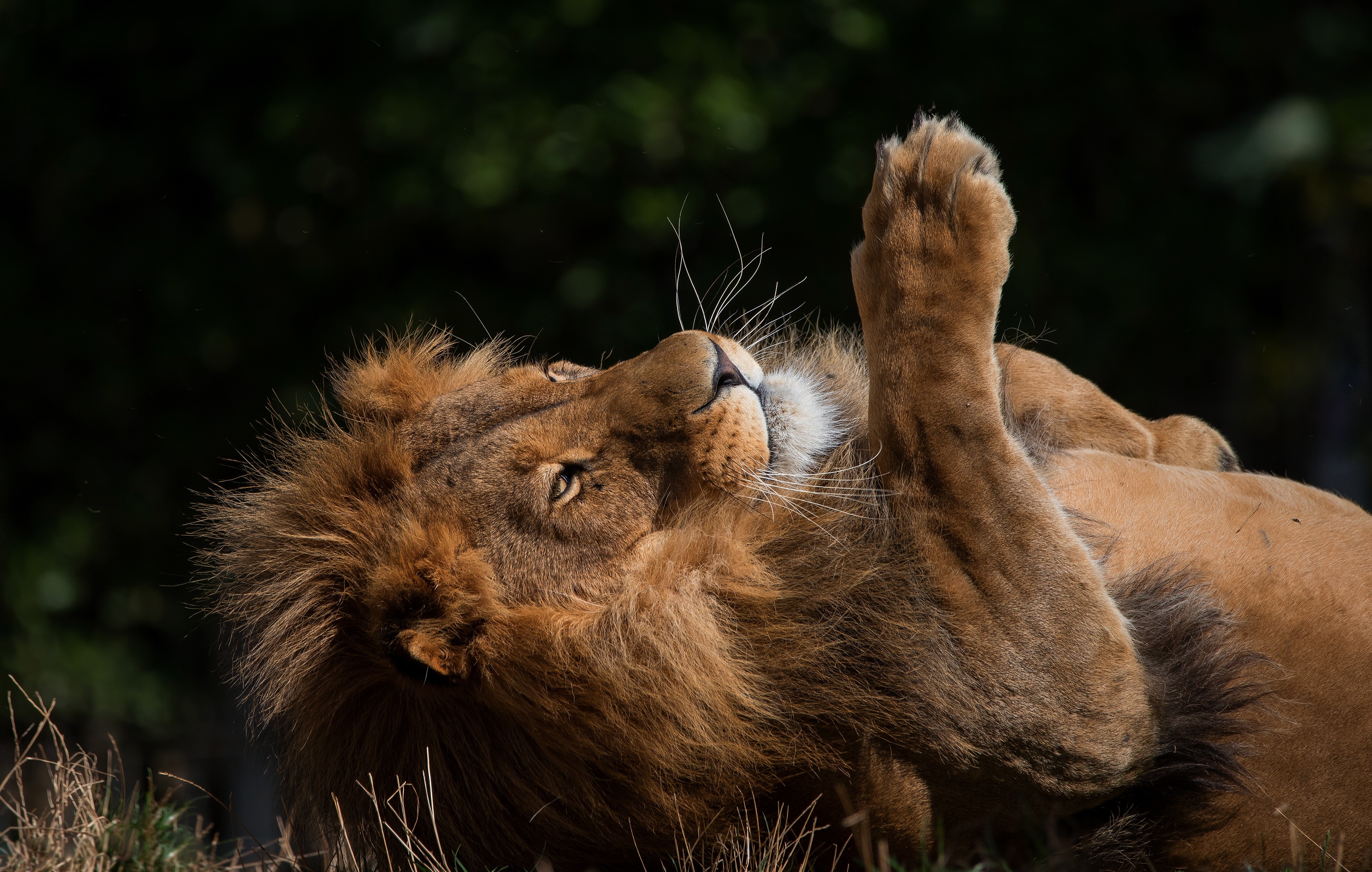 Lion lying on its back with paw raised HD Wallpaper