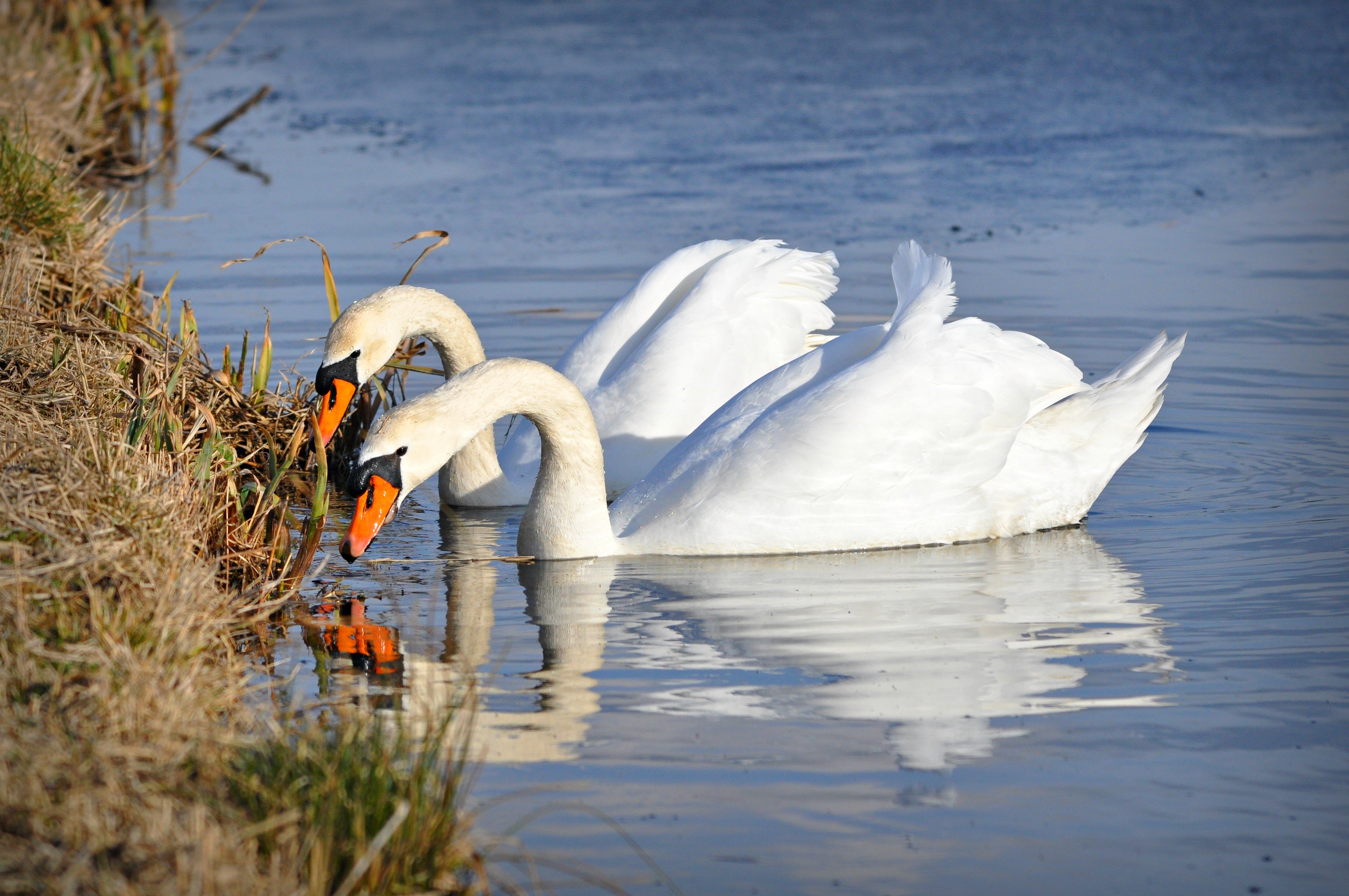 Two white swans by the grassy shore HD Wallpaper