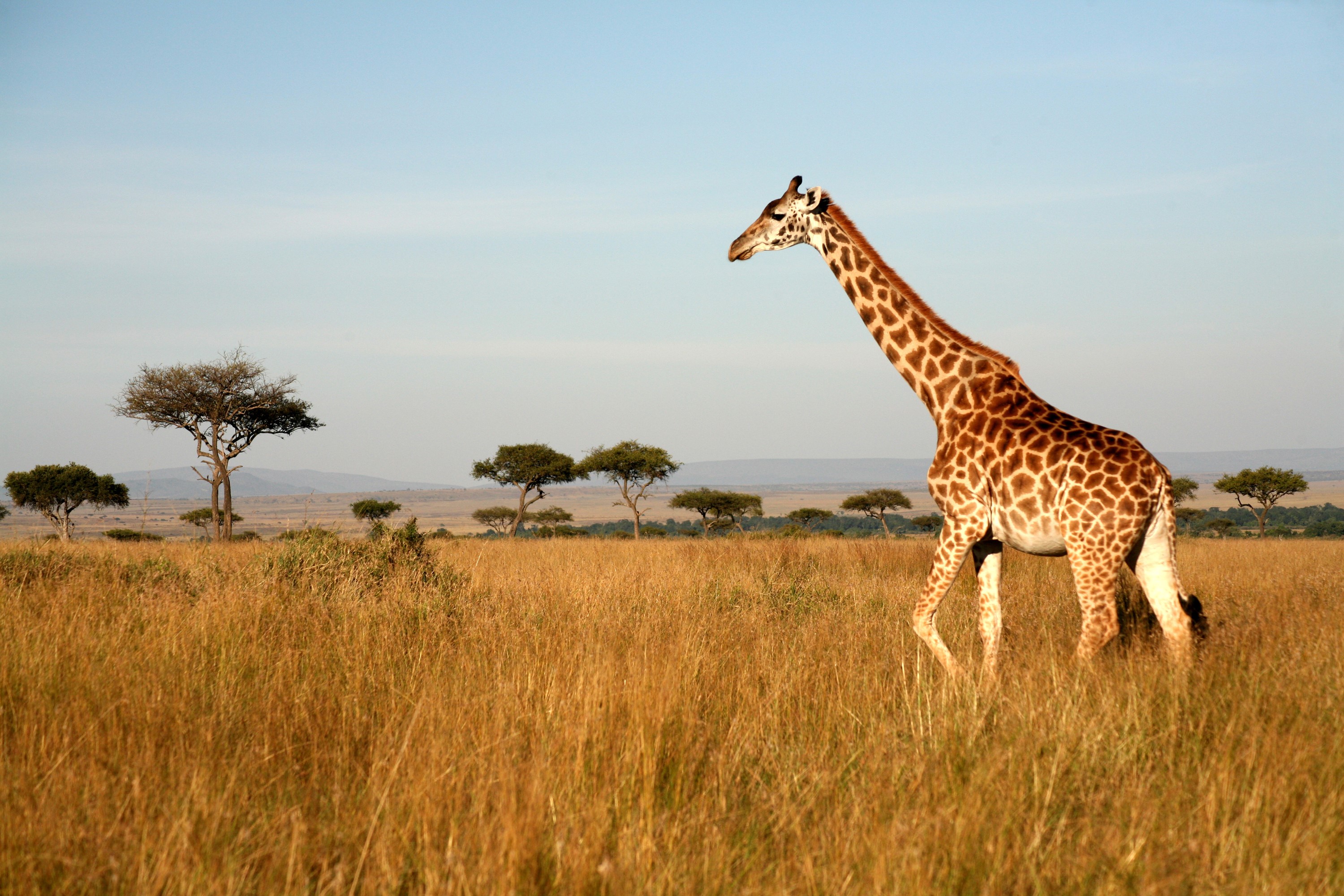Giraffe walking in the savanna with acacia trees HD Wallpaper