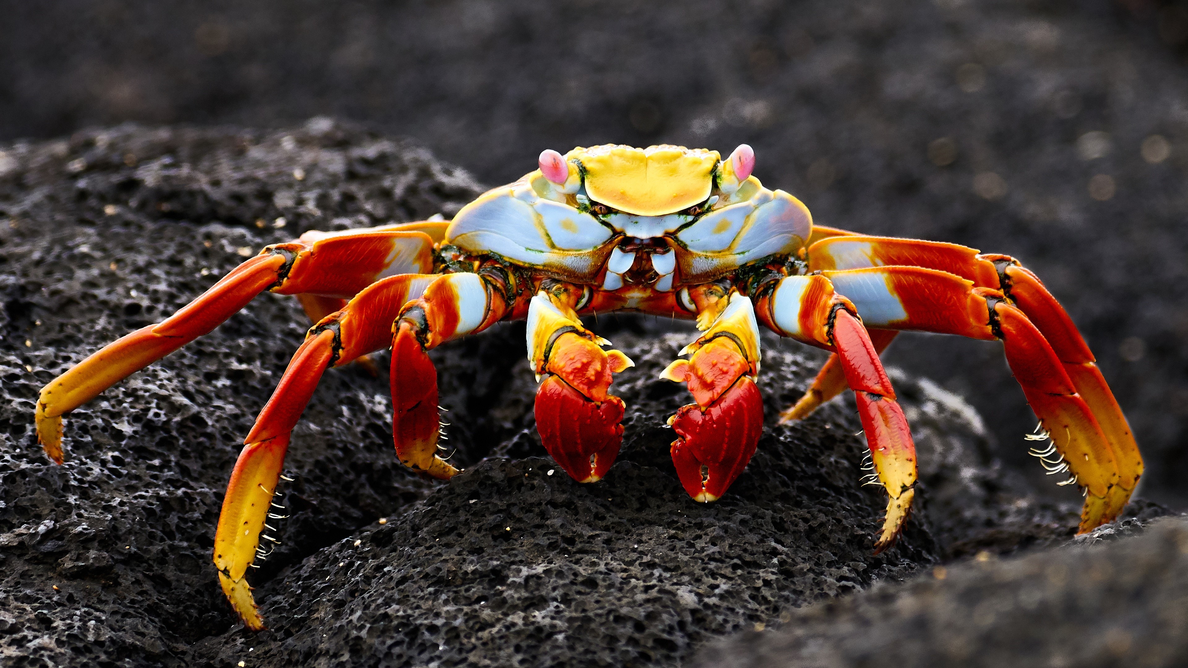 4K Closeup of a Sally Lightfoot Crab HD Wallpaper