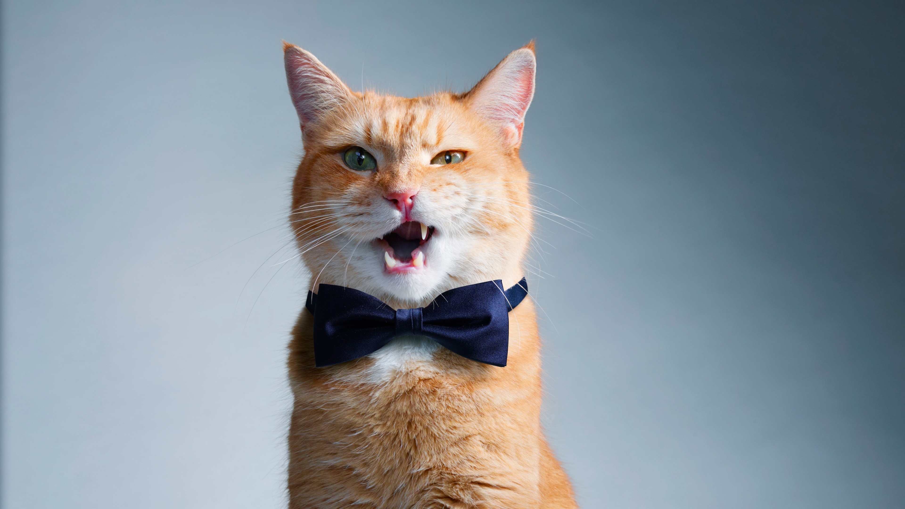 Orange cat wearing a bow tie HD Wallpaper