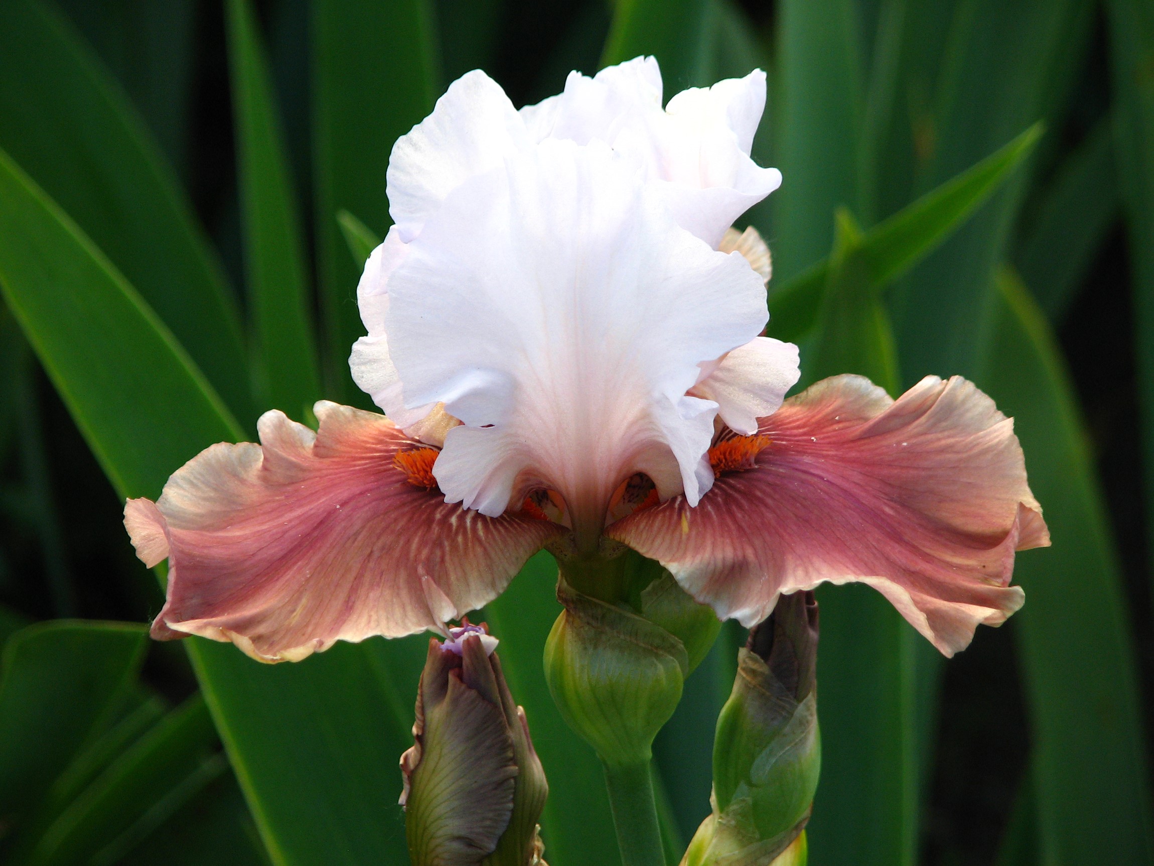 Close-up of a pink and white iris flower HD Wallpaper