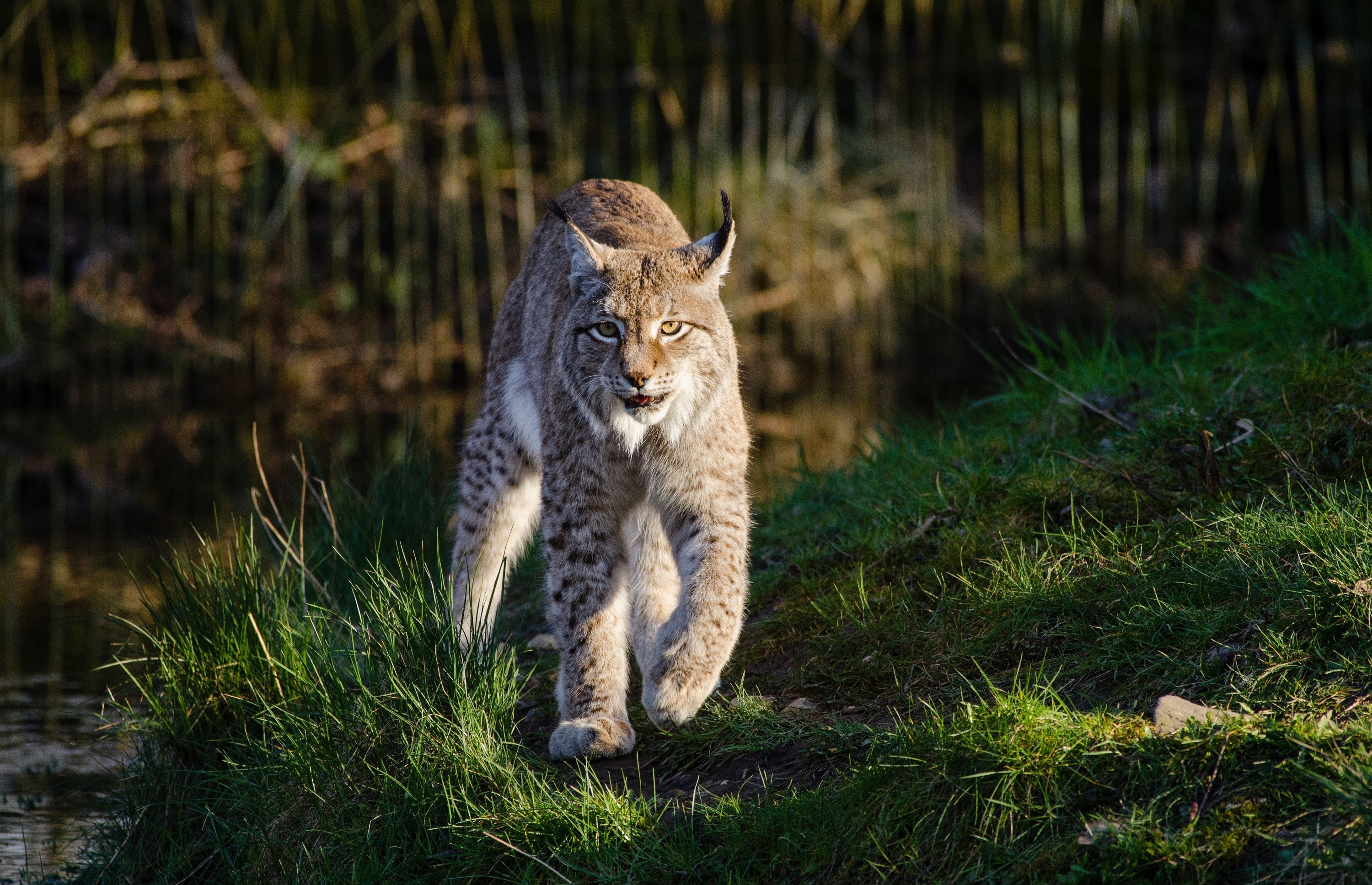 Lynx walking on grass near water HD Wallpaper