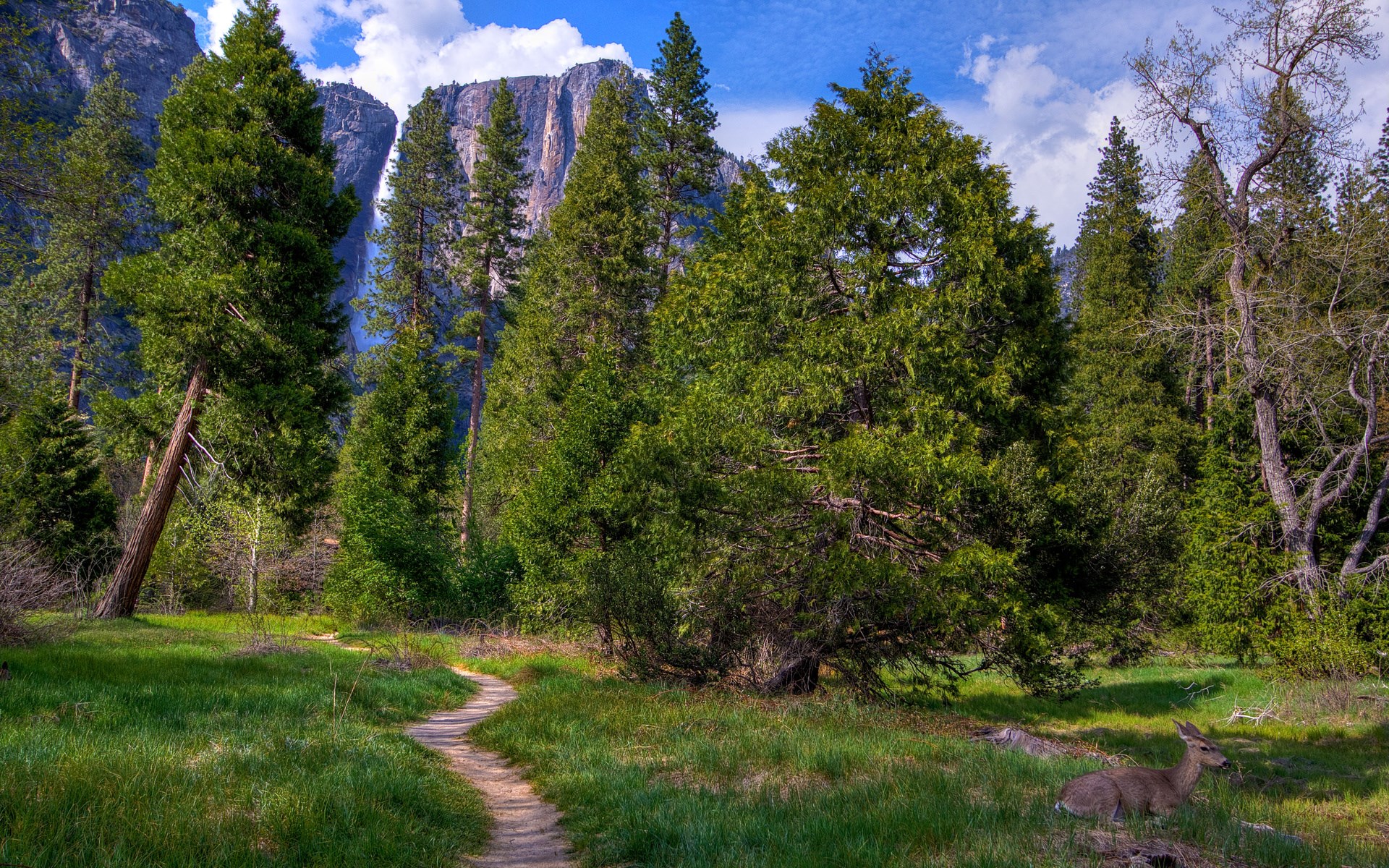 Yosemite National Park with Deer and Waterfall HD Wallpaper