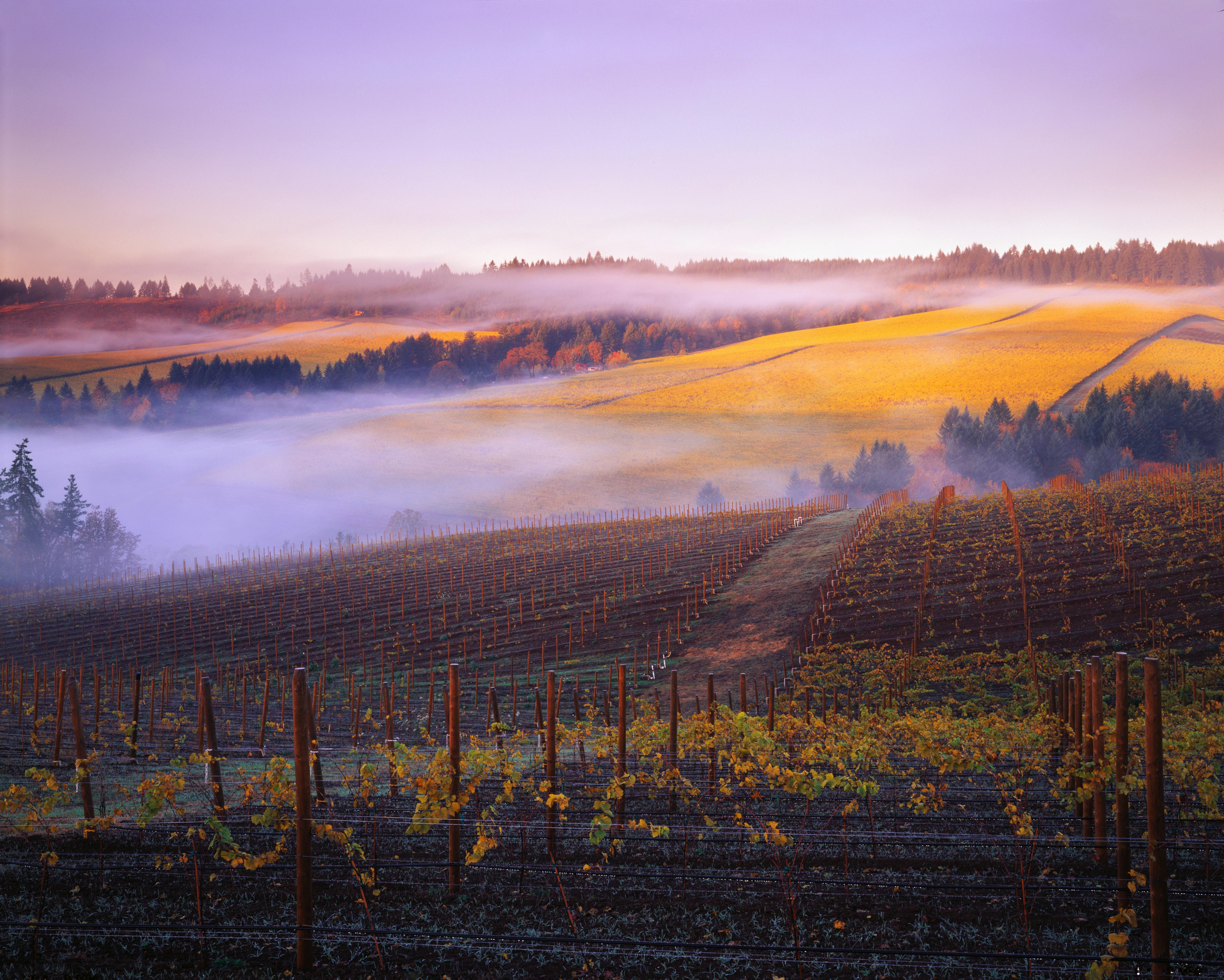 Vineyard in Fog at Sunrise in Autumn HD Wallpaper