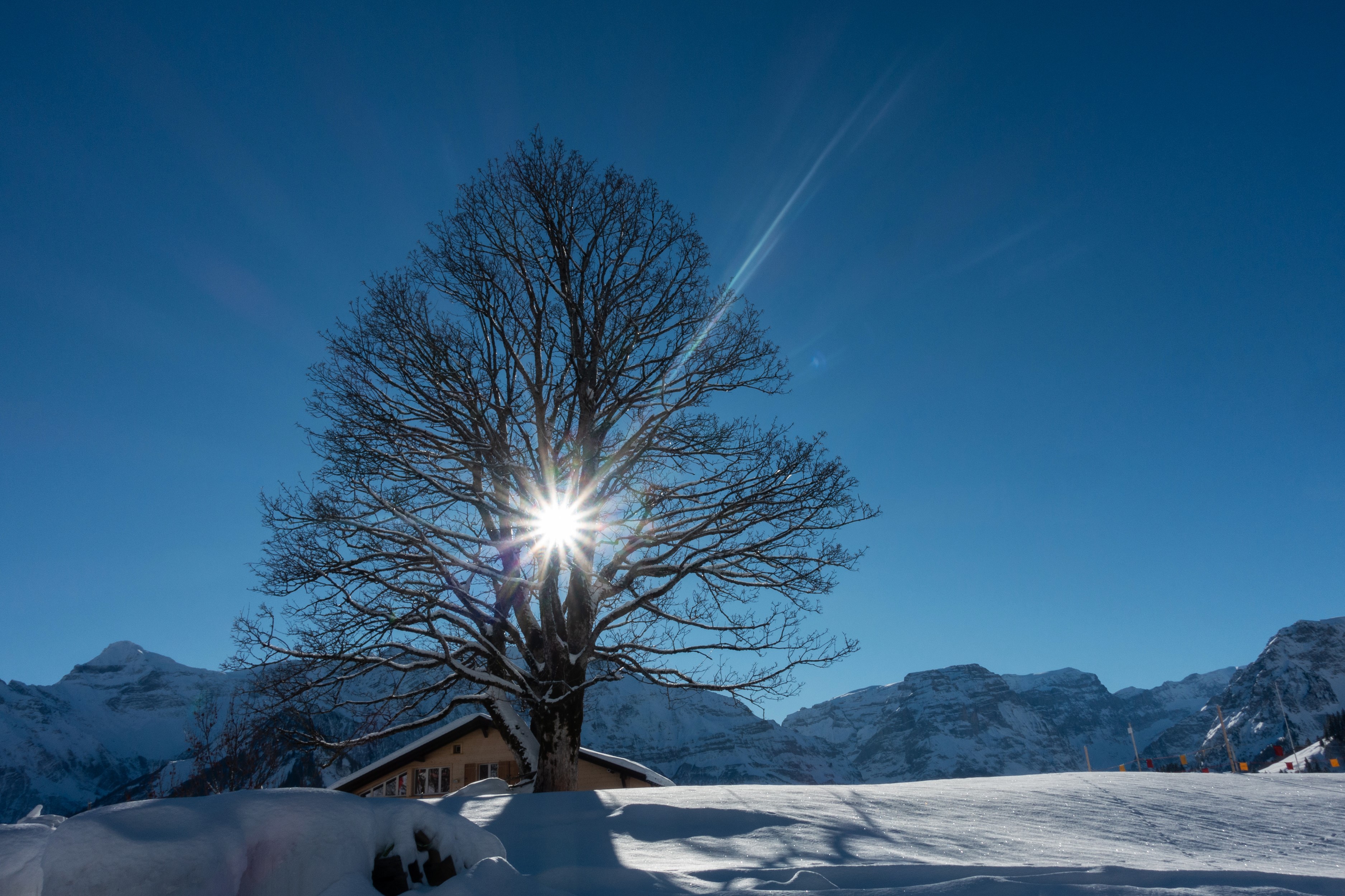 Bare tree with sun rays over snowy mountains in Braunwald, Switzerland HD Wallpaper