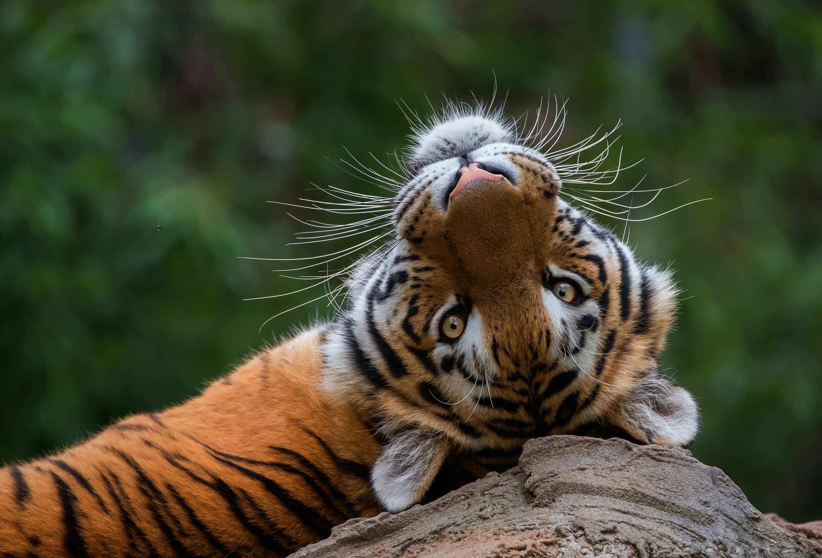 Tiger lying on a rock looking up HD Wallpaper