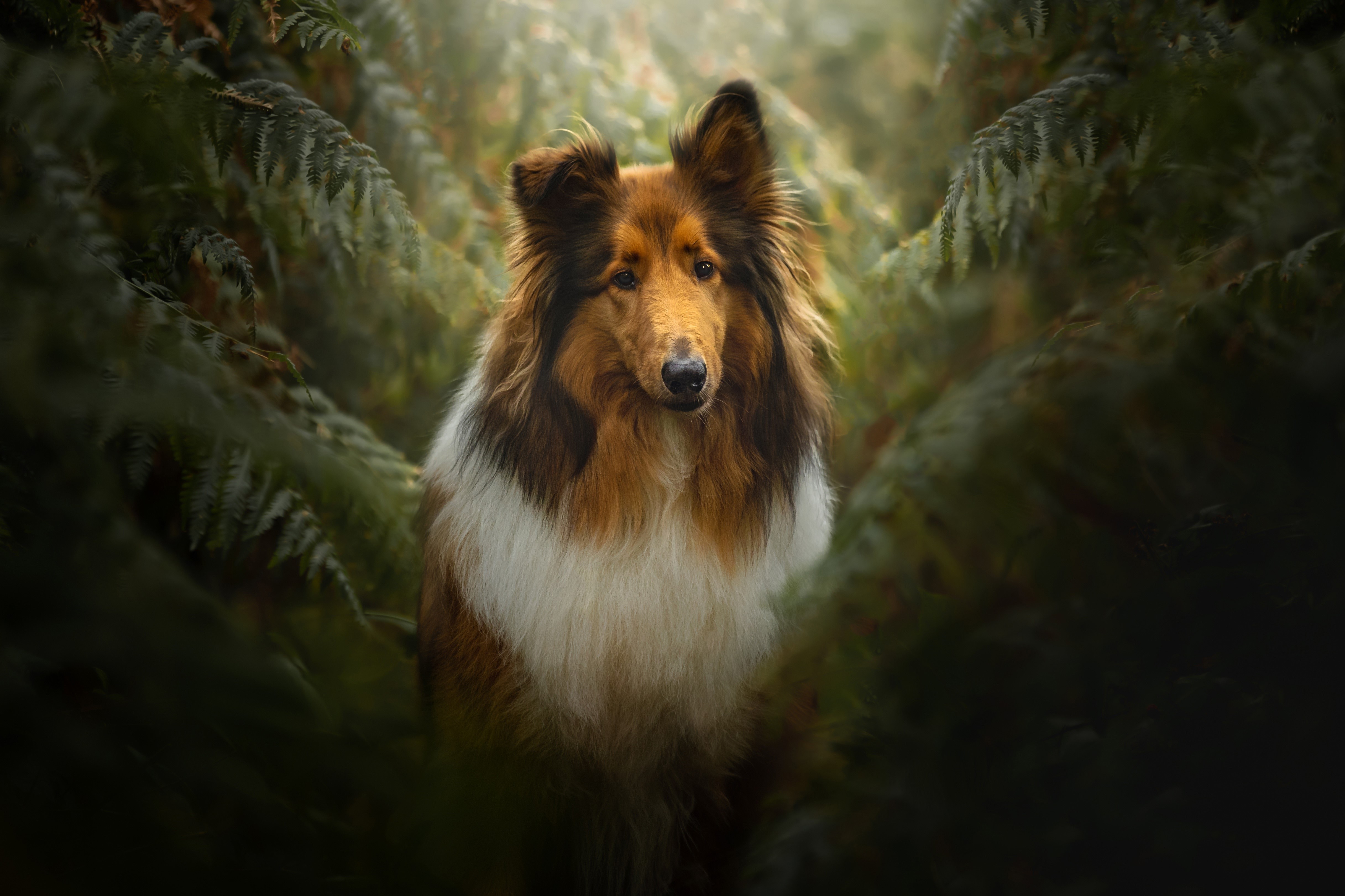 Collie dog in a forest HD Wallpaper