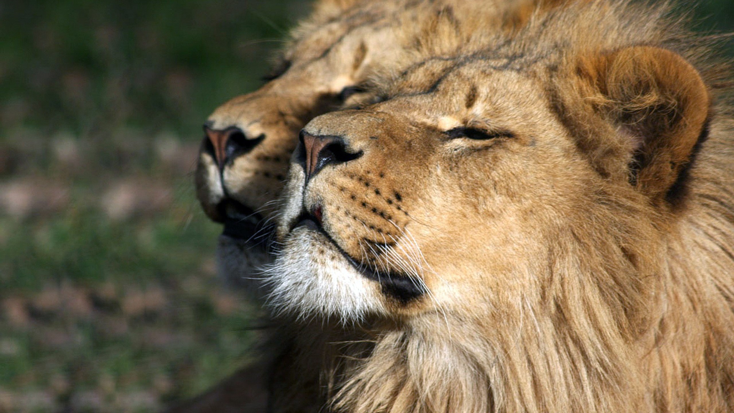 Two lions resting in the sun HD Wallpaper