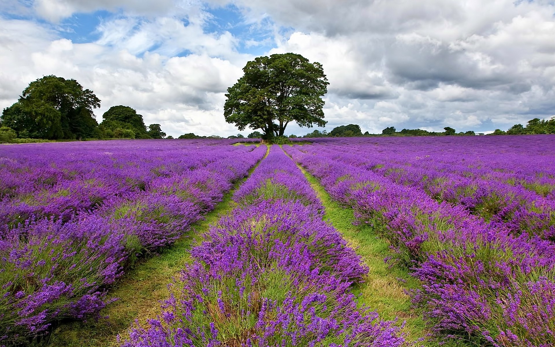 Lavender field with a large tree under a cloudy sky HD Wallpaper