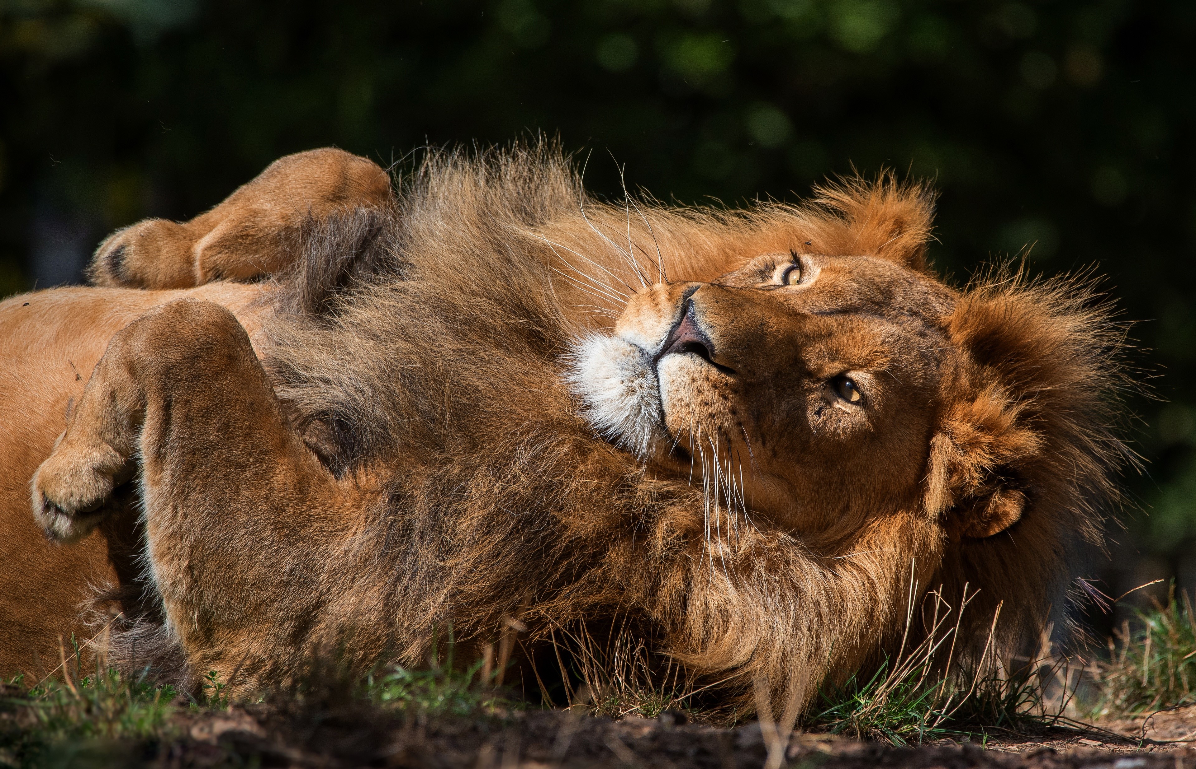 4K Lion Lying Down with Paws Up HD Wallpaper