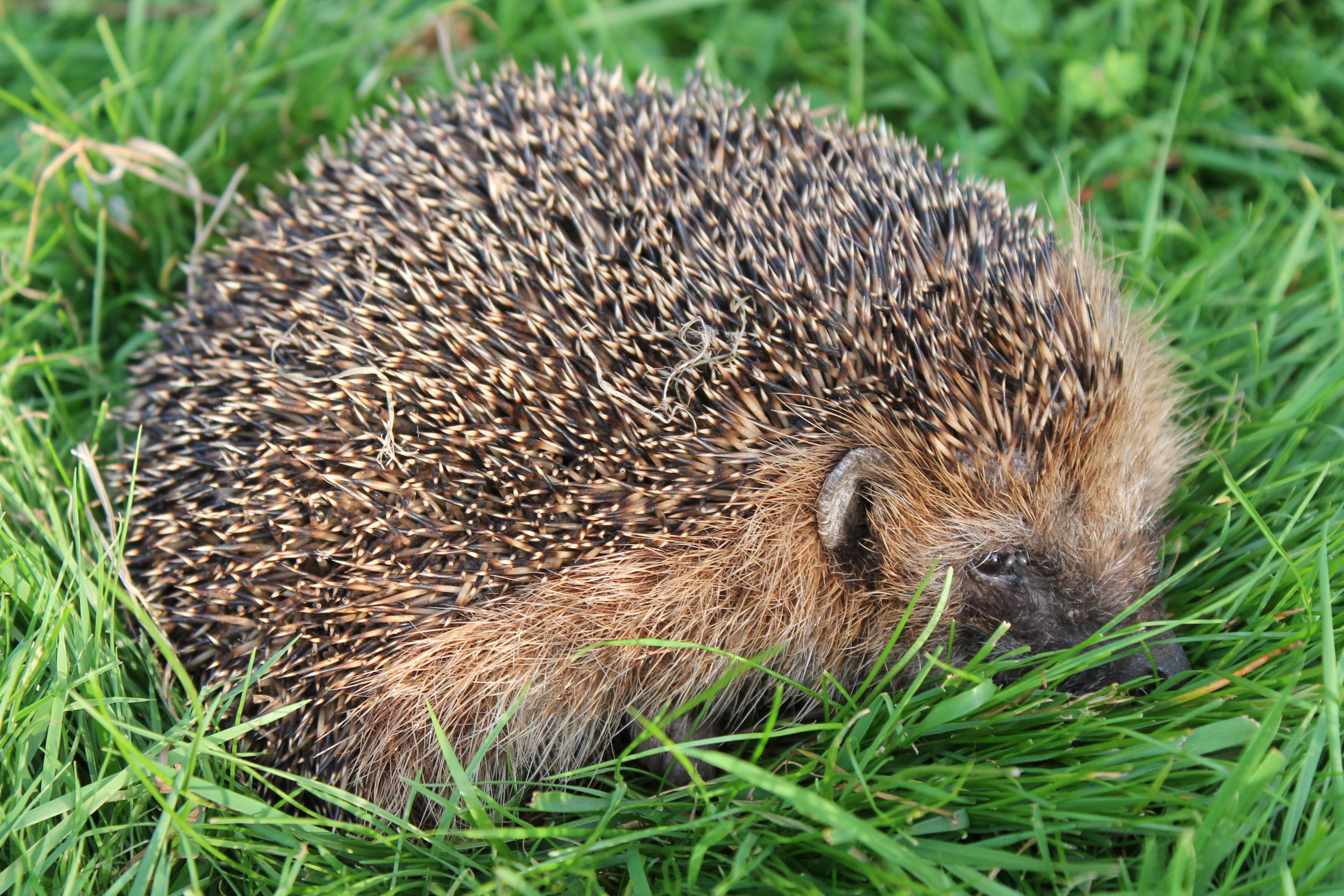 Hedgehog in the grass HD Wallpaper