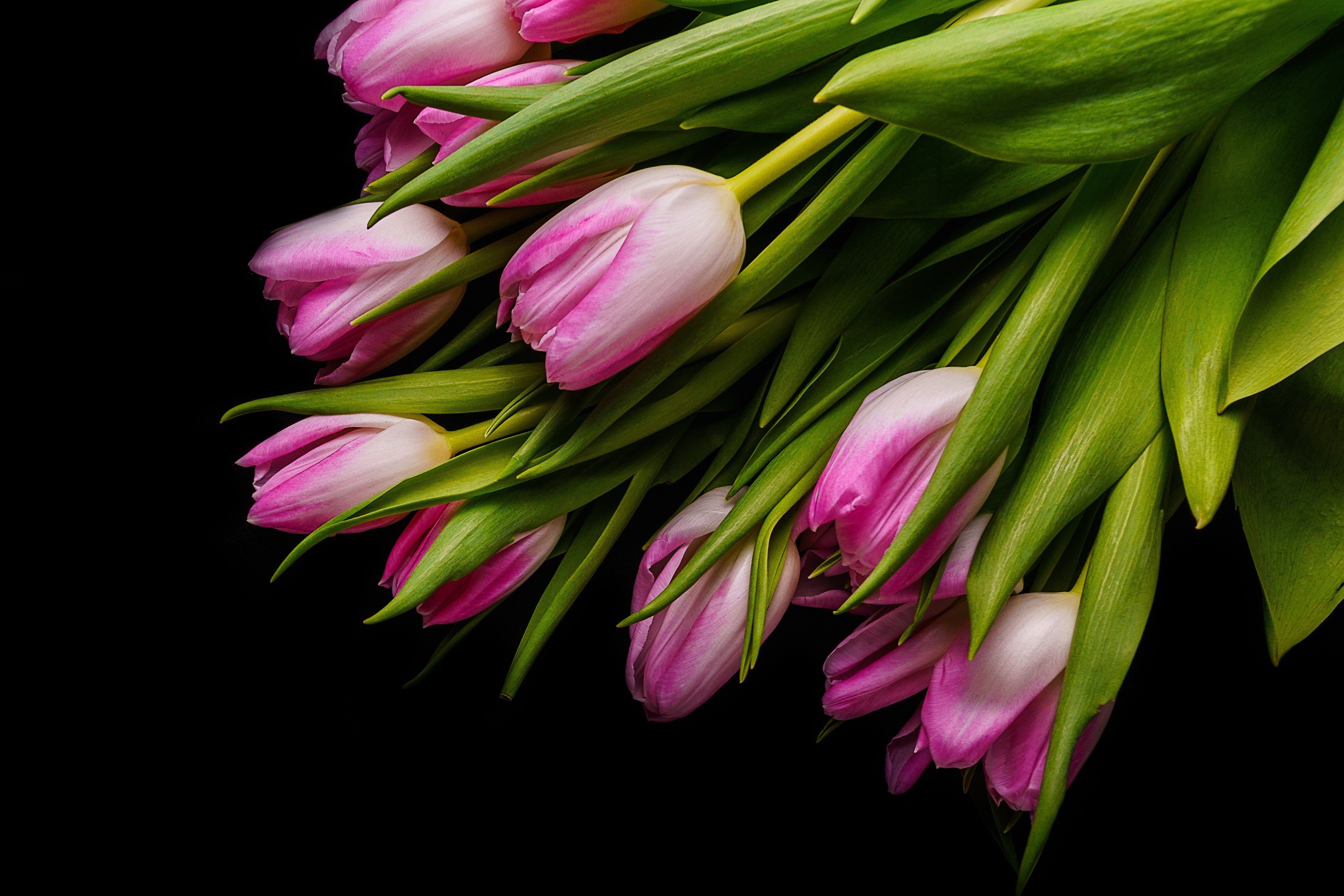 4K Pink Tulips on Black Background HD Wallpaper