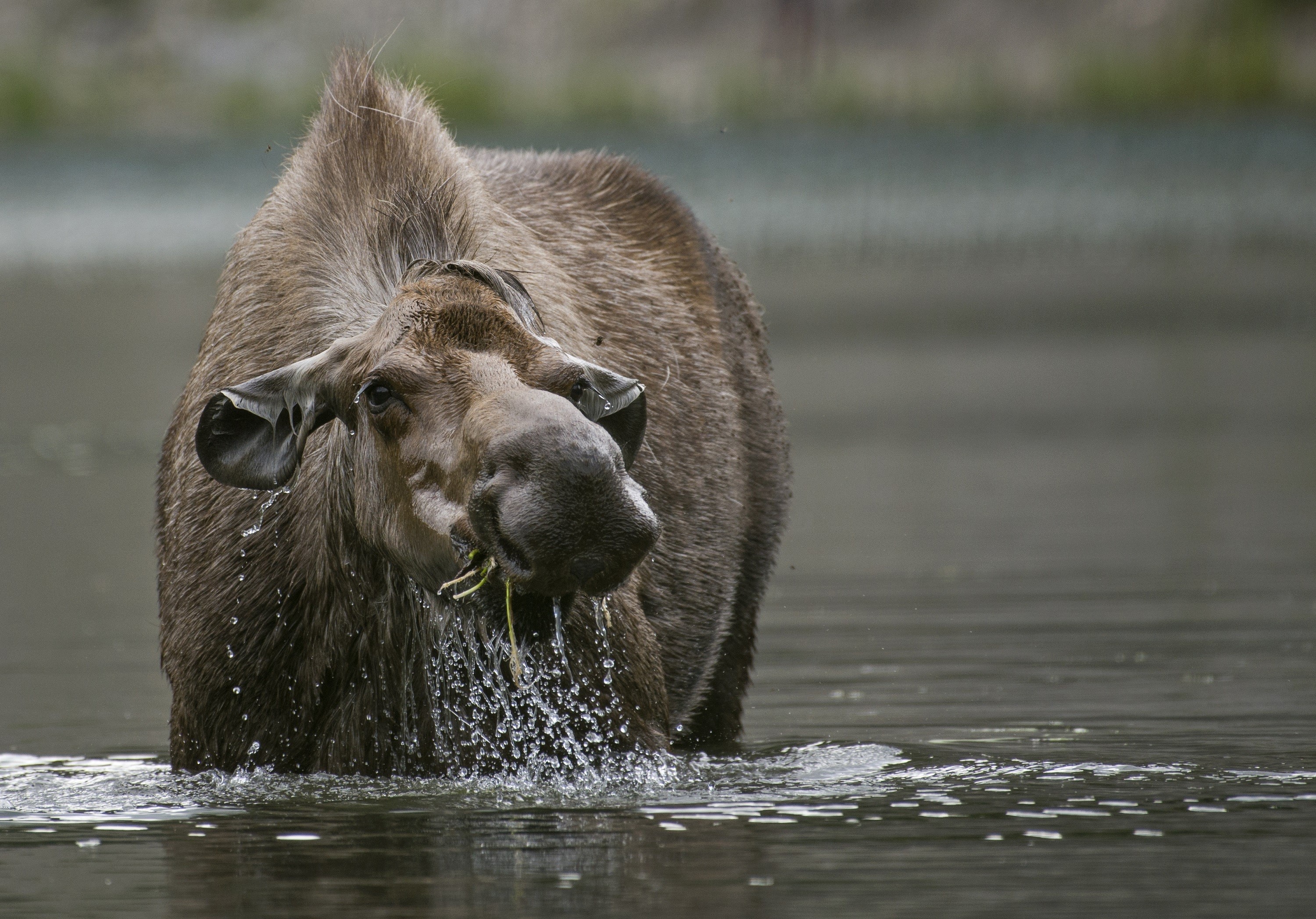 Moose eating grass in water HD Wallpaper