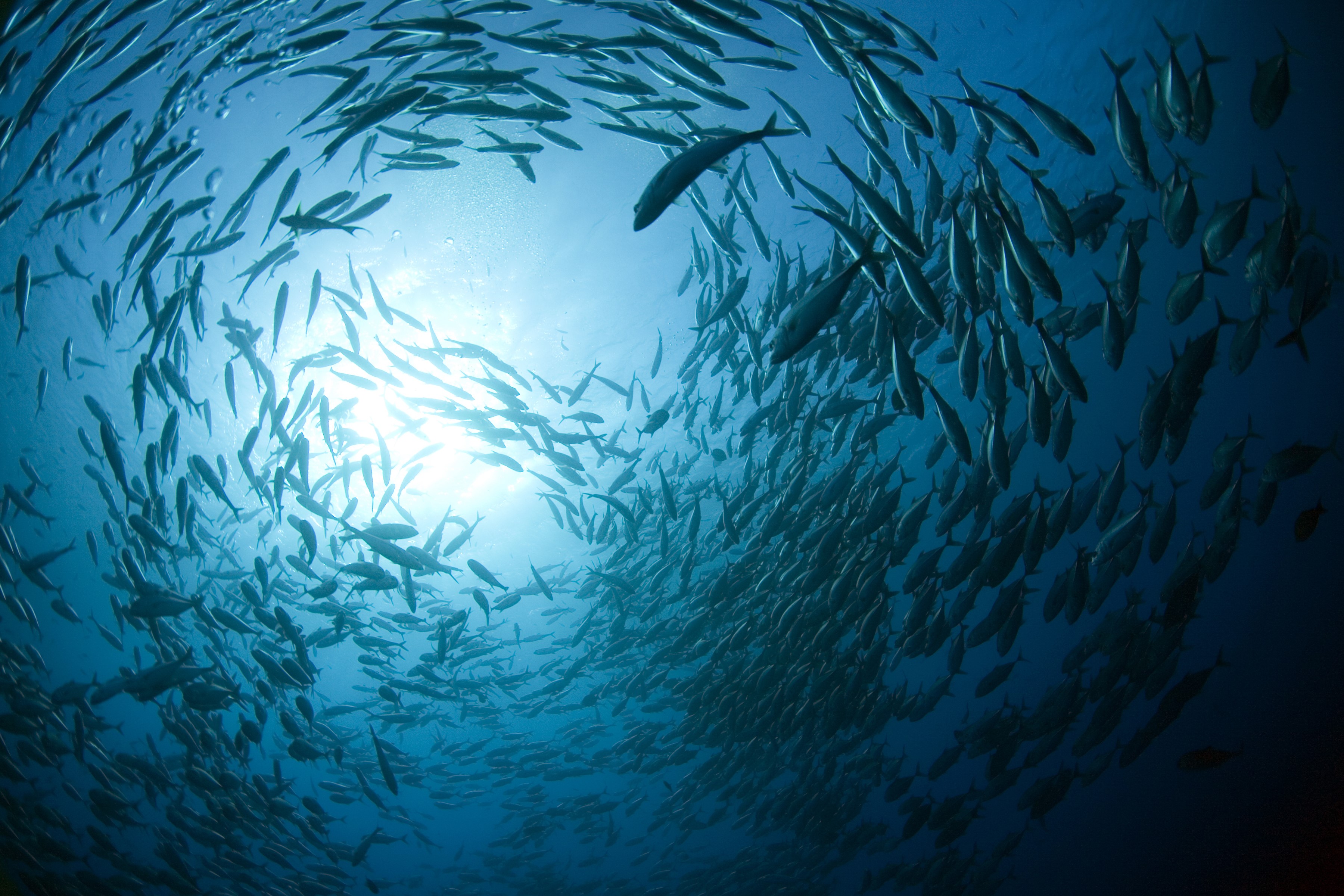 A large school of fish swims in the ocean HD Wallpaper