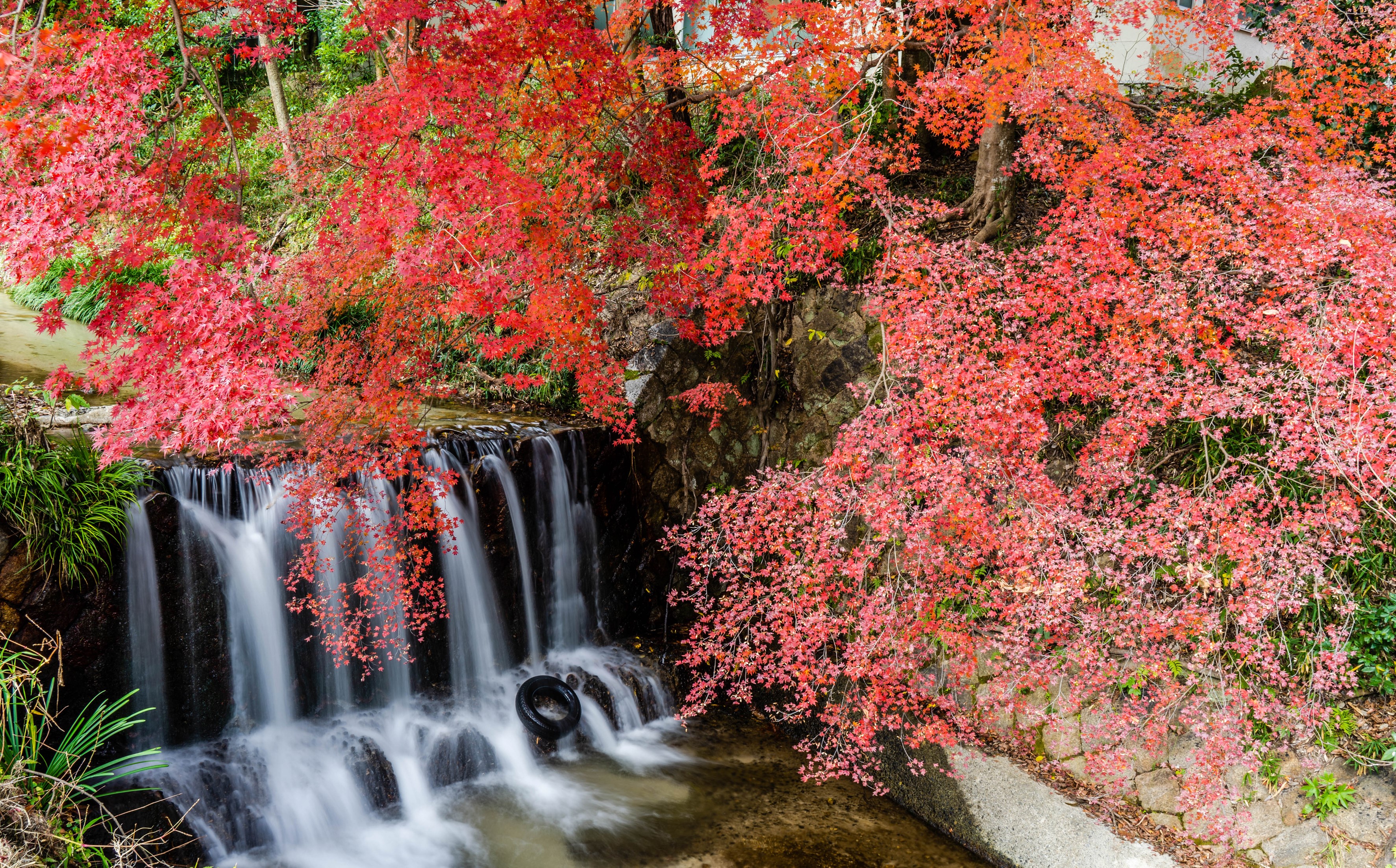 Waterfall surrounded by red maple leaves in Shiga, Japan HD Wallpaper