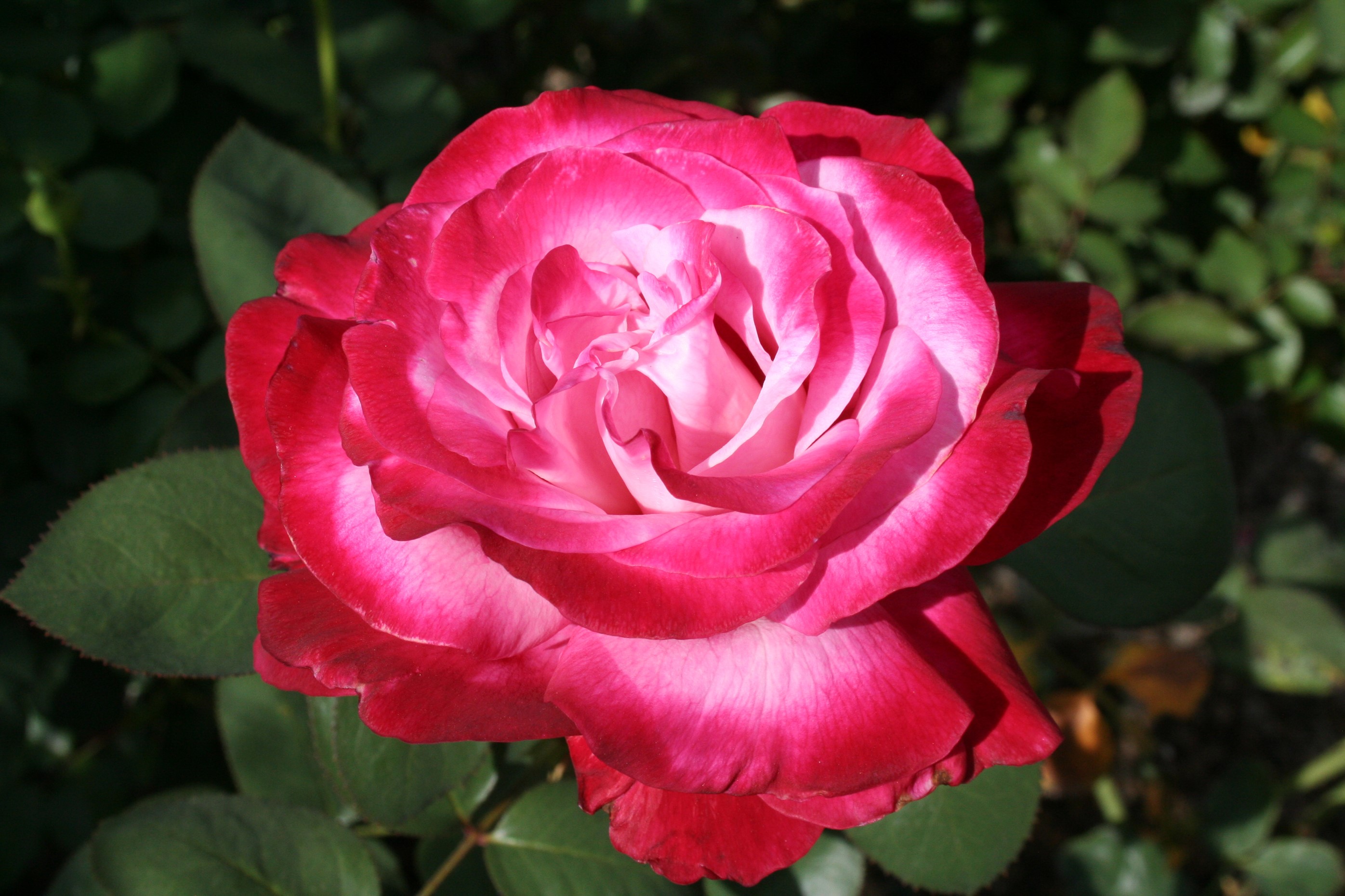 Close-up of a pink and red rose HD Wallpaper