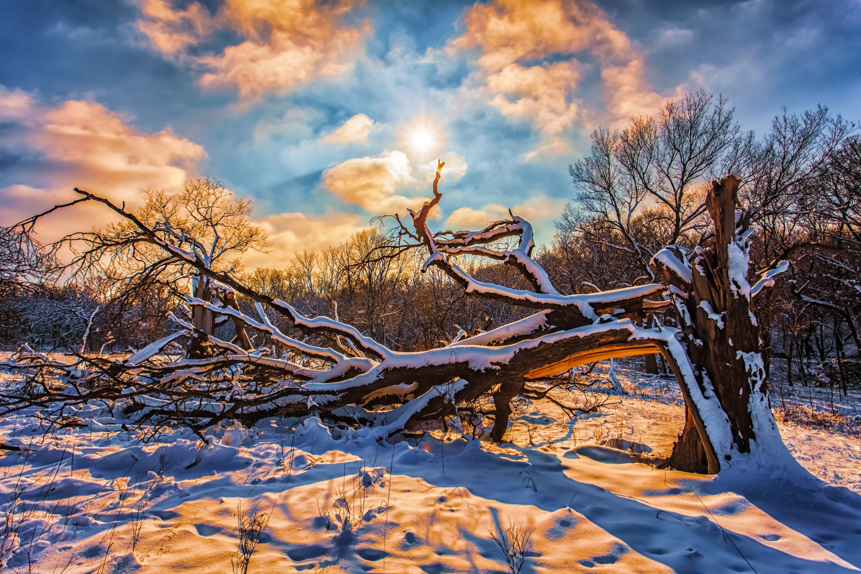 Fallen tree covered in snow under a dramatic winter sky HD Wallpaper