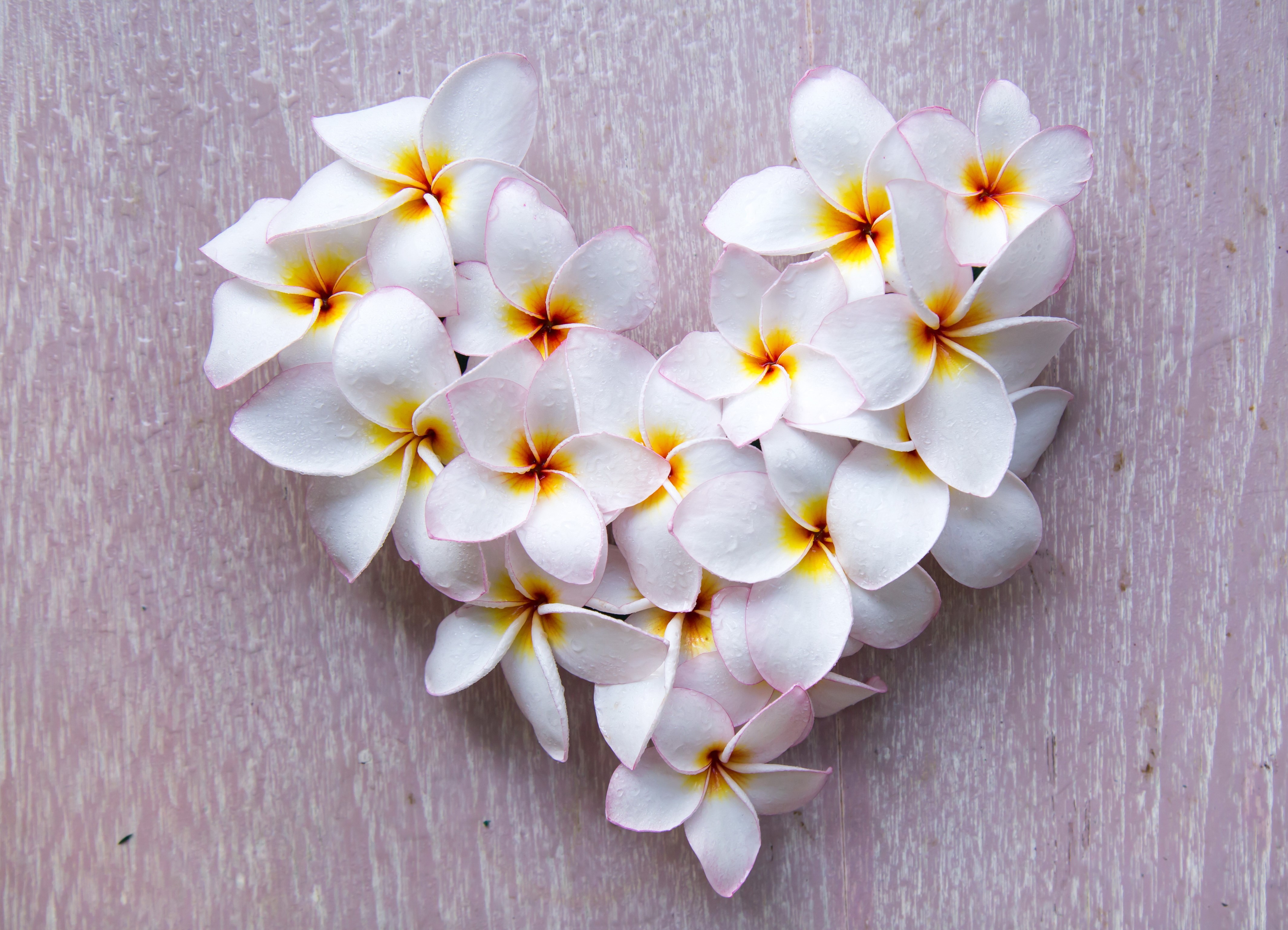 Heart shape made of white Plumeria flowers HD Wallpaper