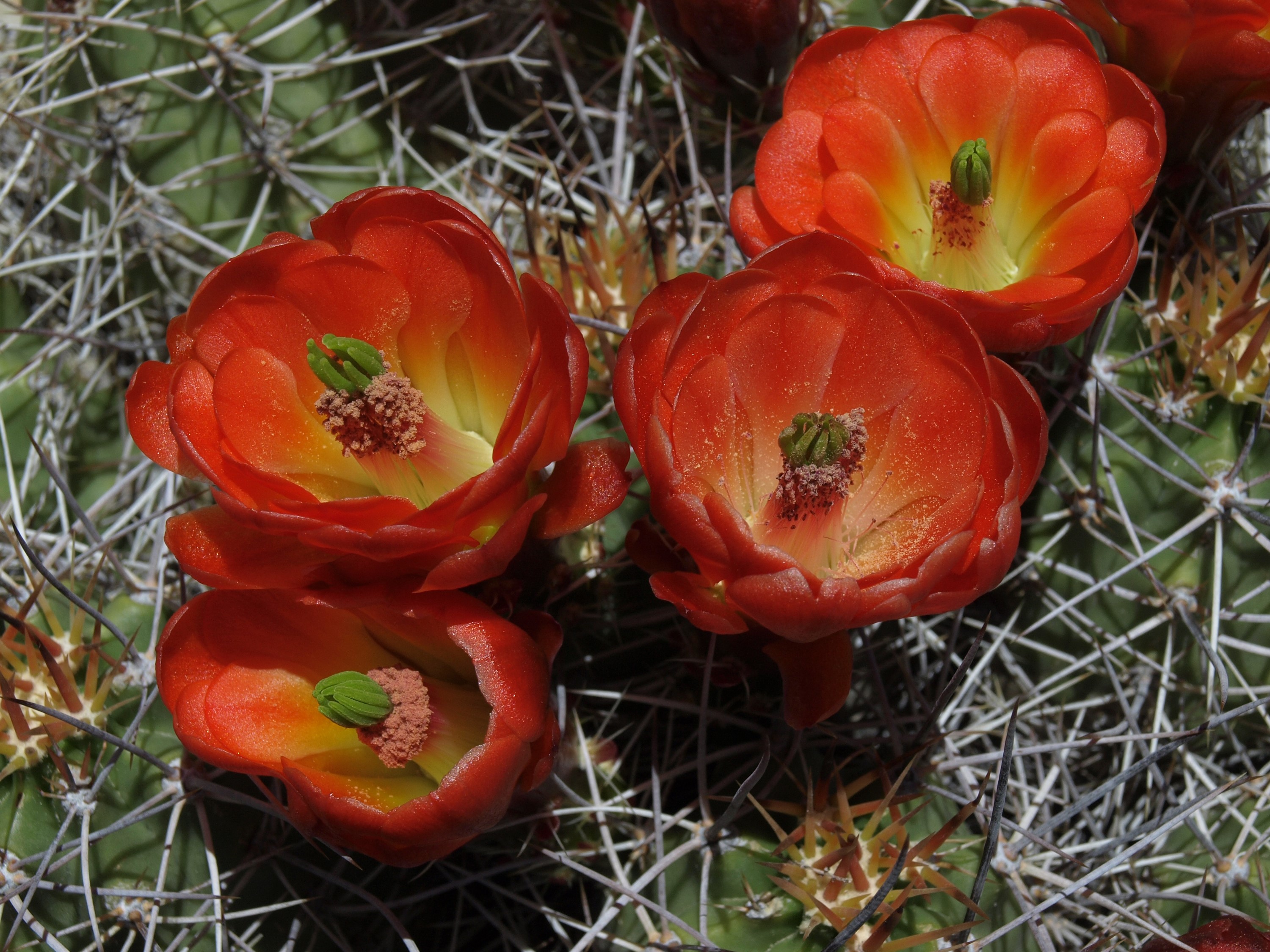 Close-up of red cactus flowers blooming HD Wallpaper
