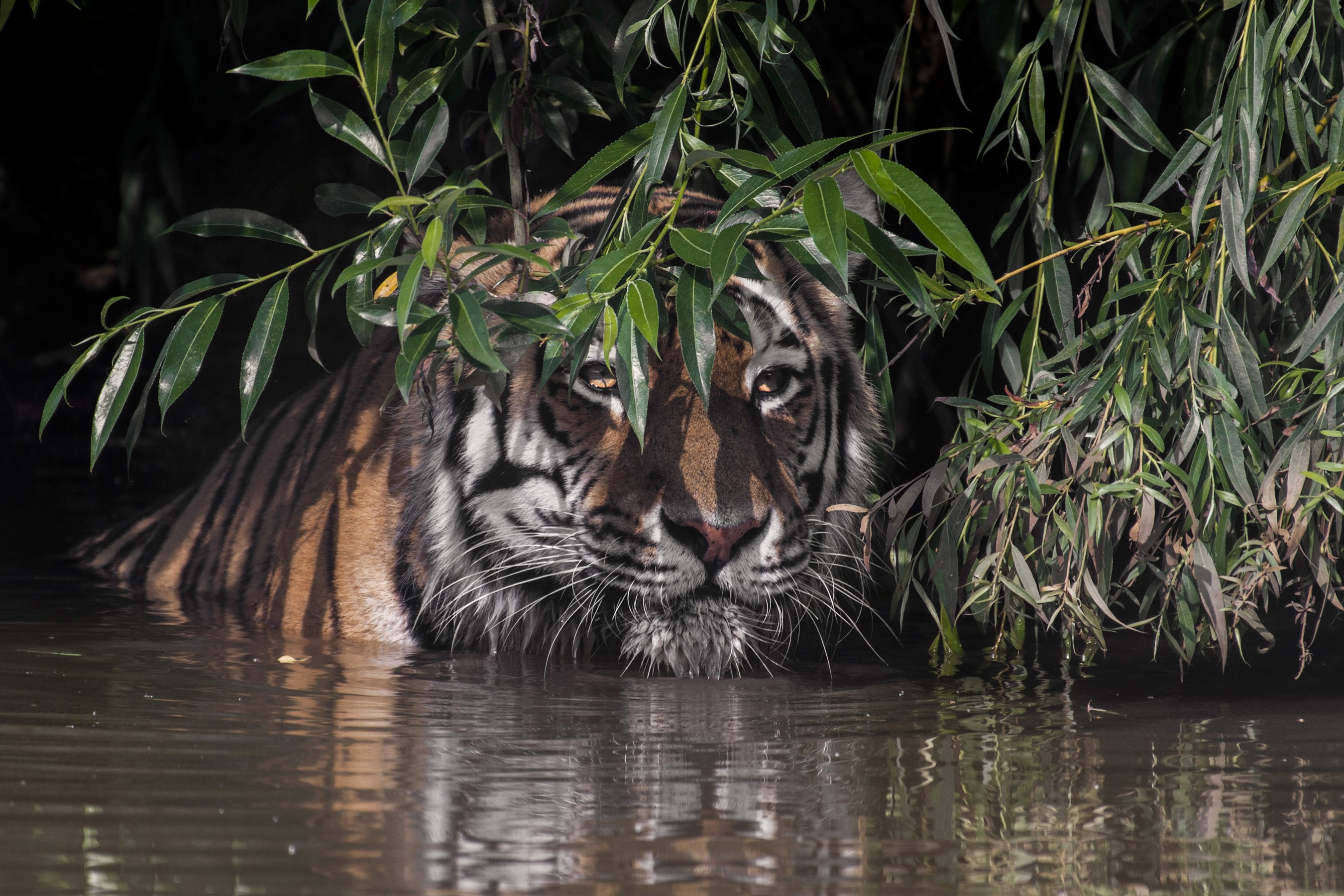 Tiger in water partially hidden by branches HD Wallpaper