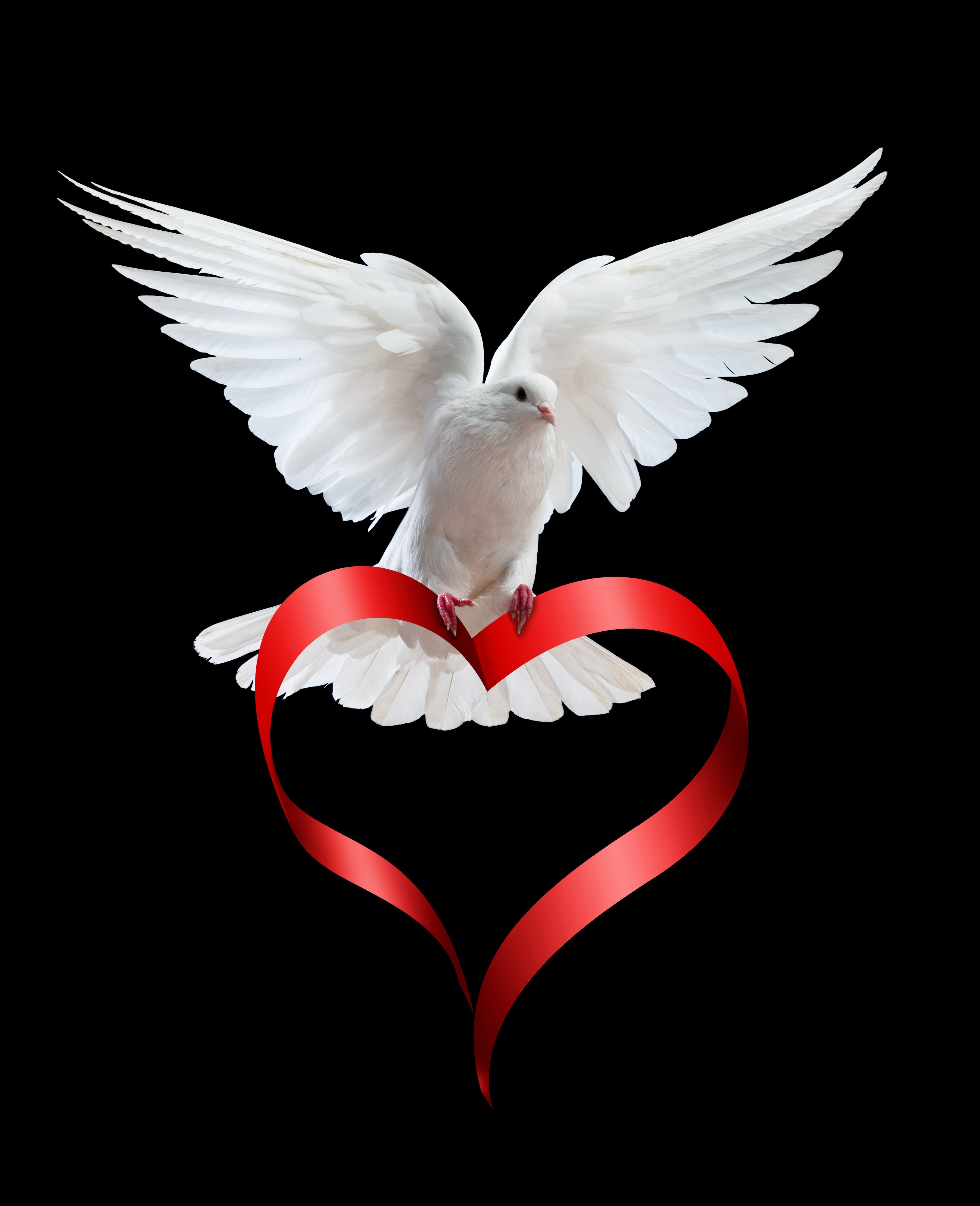 White Dove on Red Heart Ribbon HD Phone Wallpaper