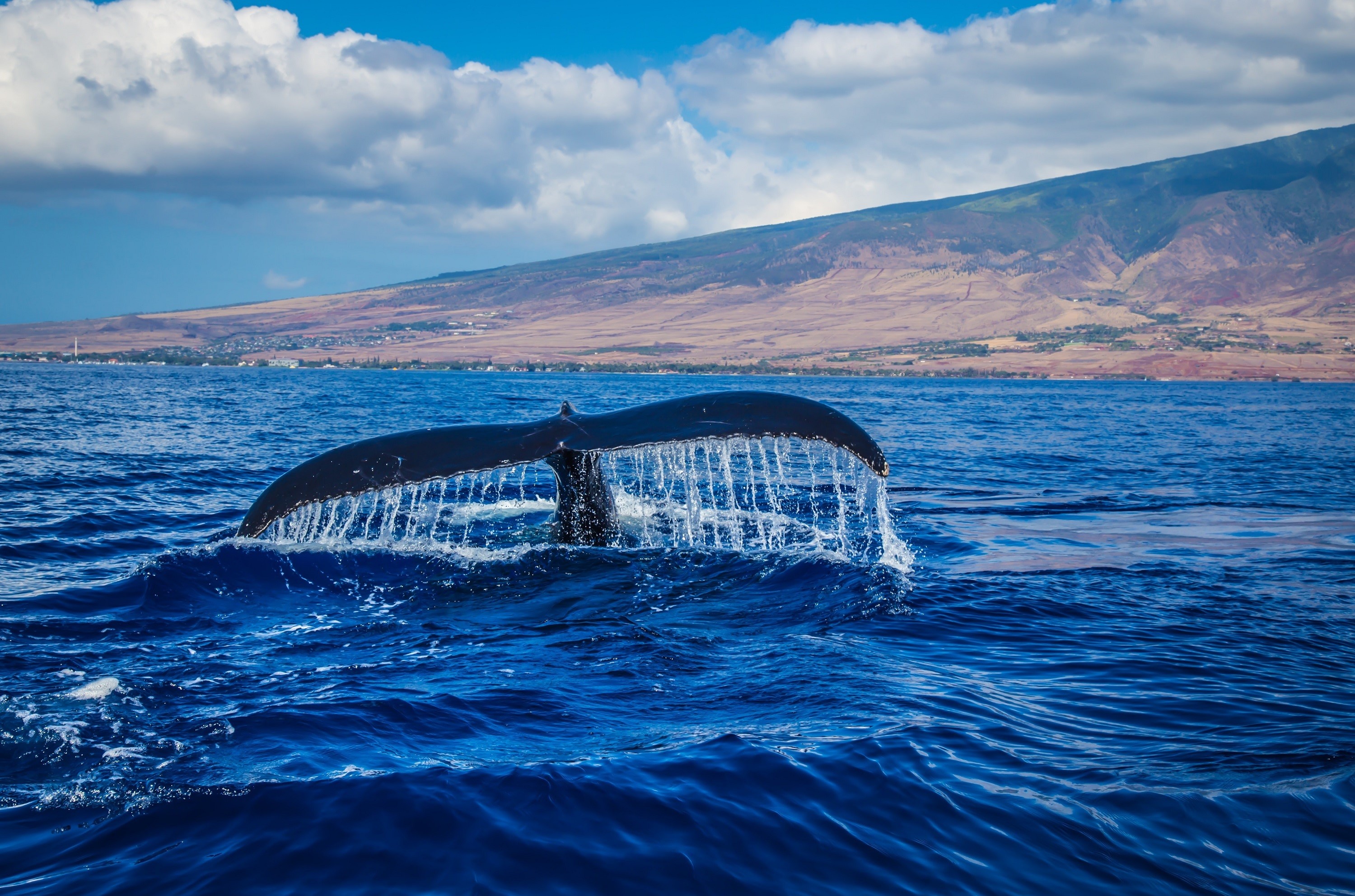 Humpback Whale Tail Diving in Ocean Near Maui HD Wallpaper
