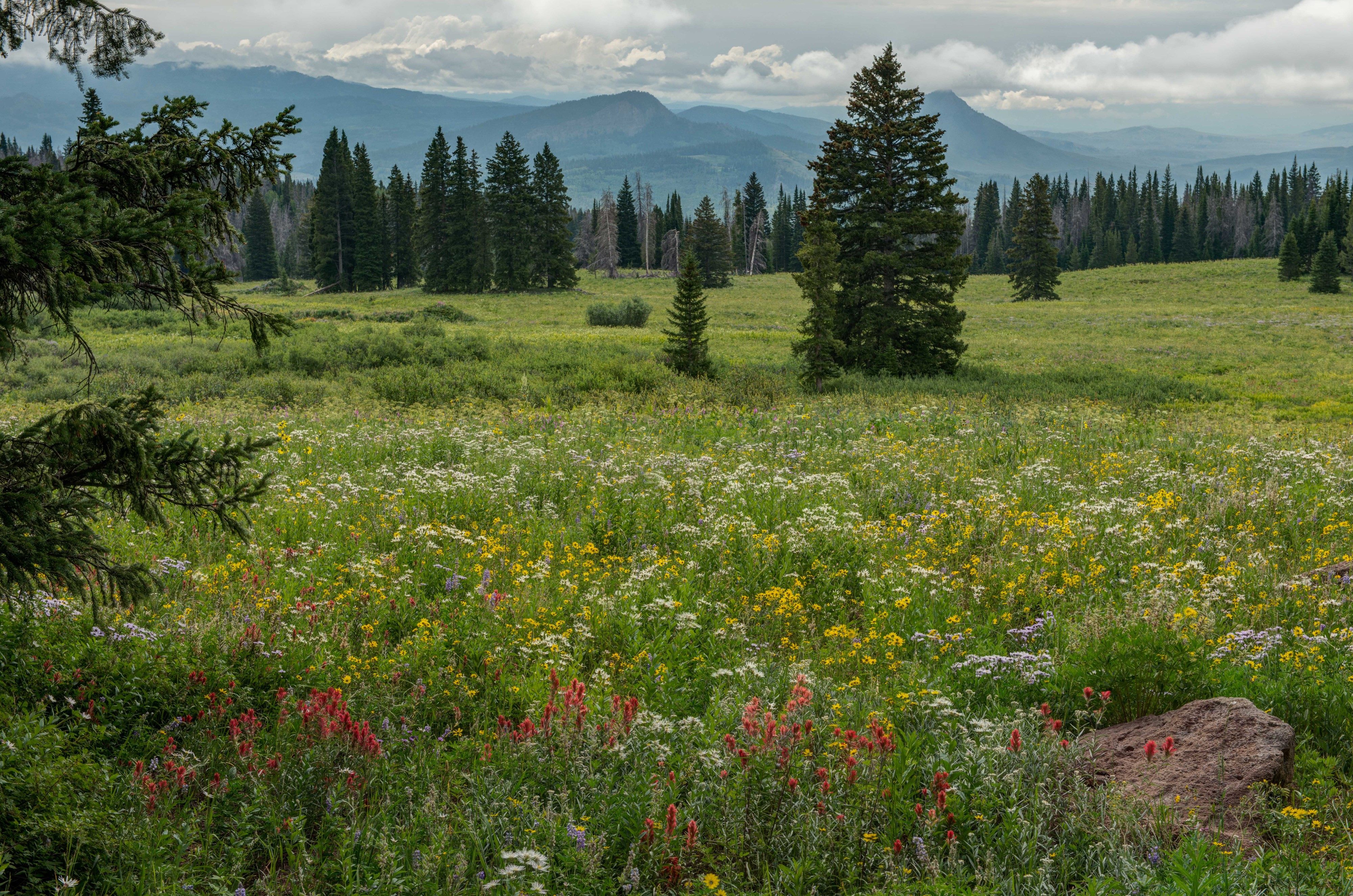 Wildflower Meadow with Spruce Trees and Mountains in Colorado HD Wallpaper