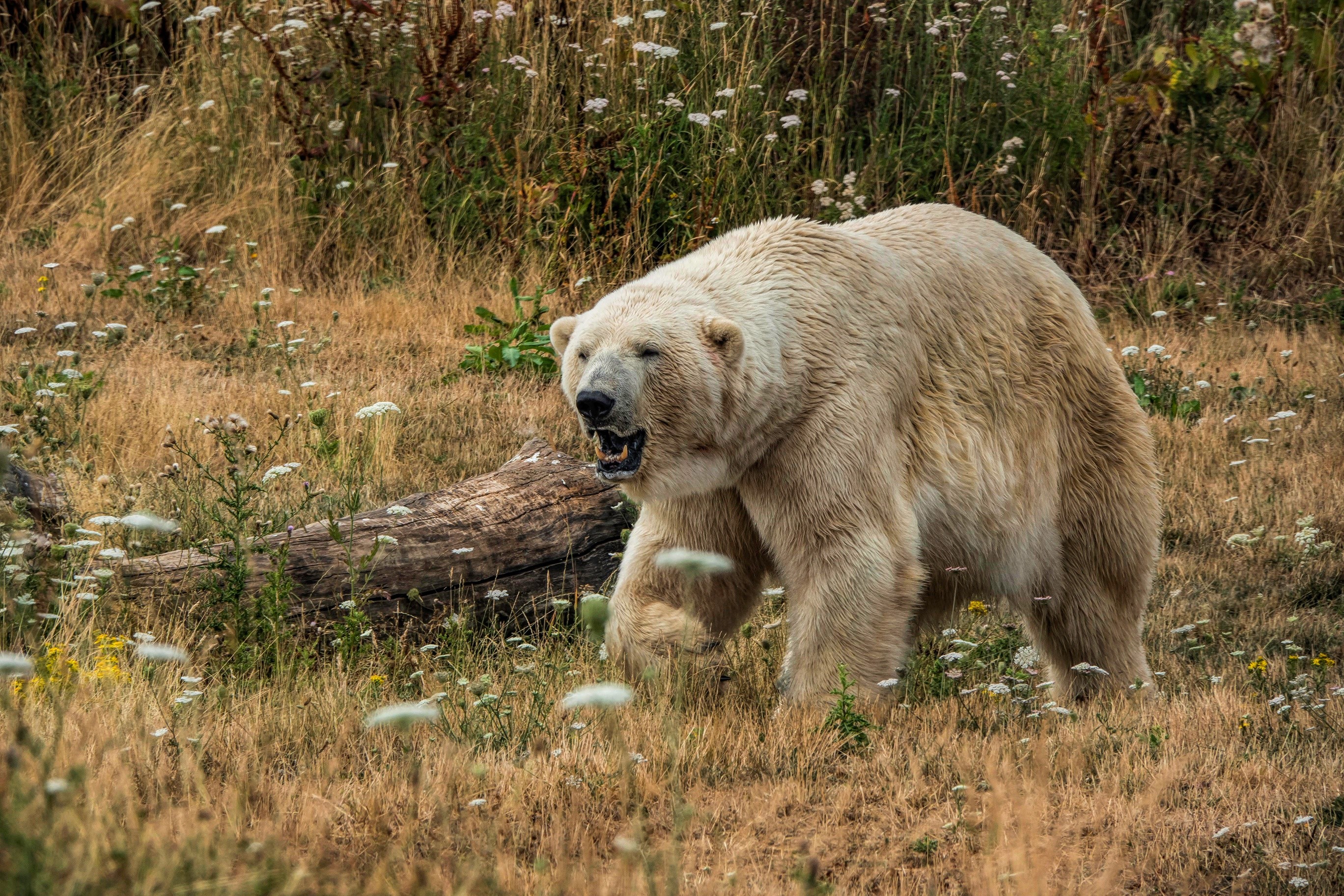 Polar bear walking in a grassy field HD Wallpaper