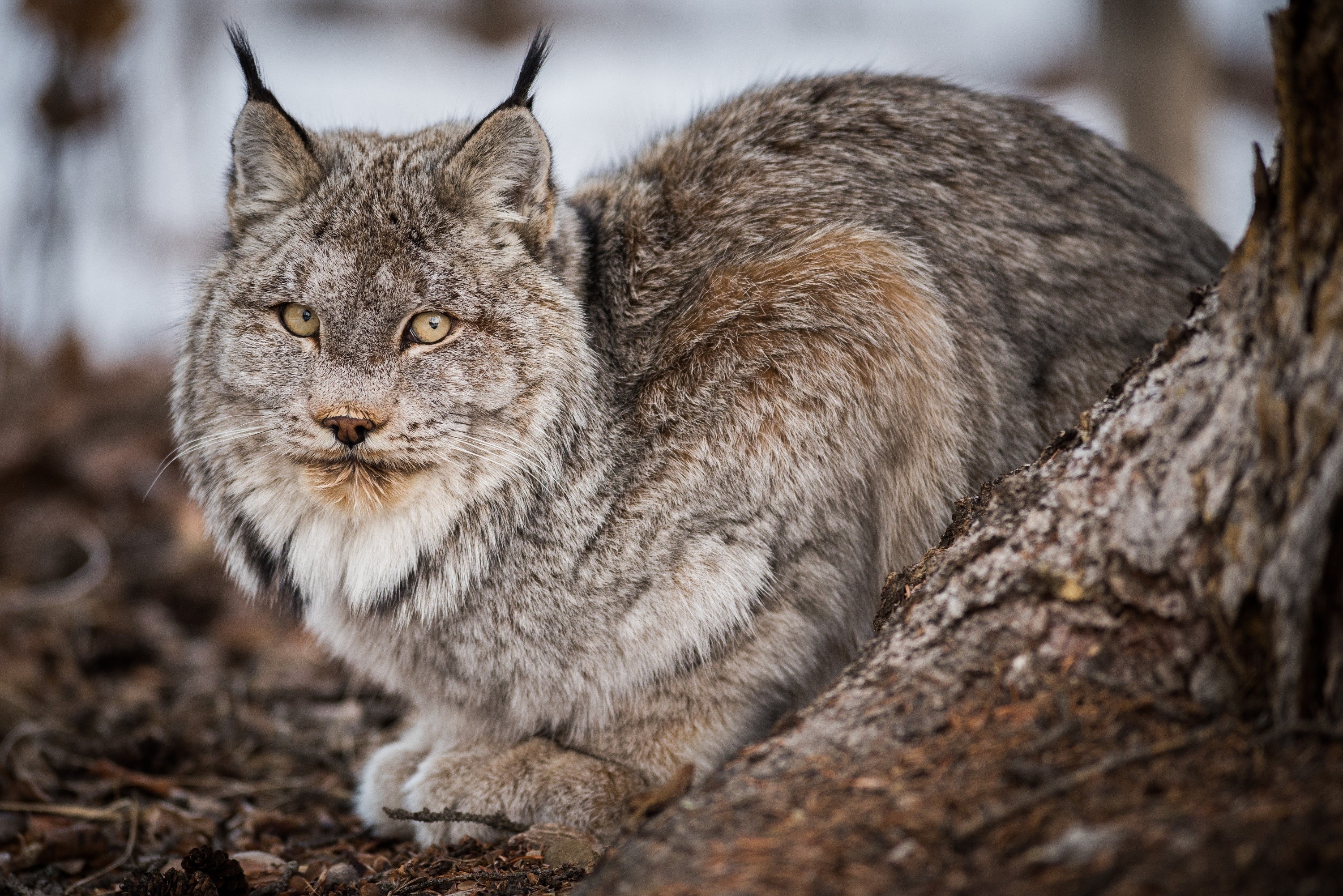 Canadian Lynx sitting by a tree HD Wallpaper