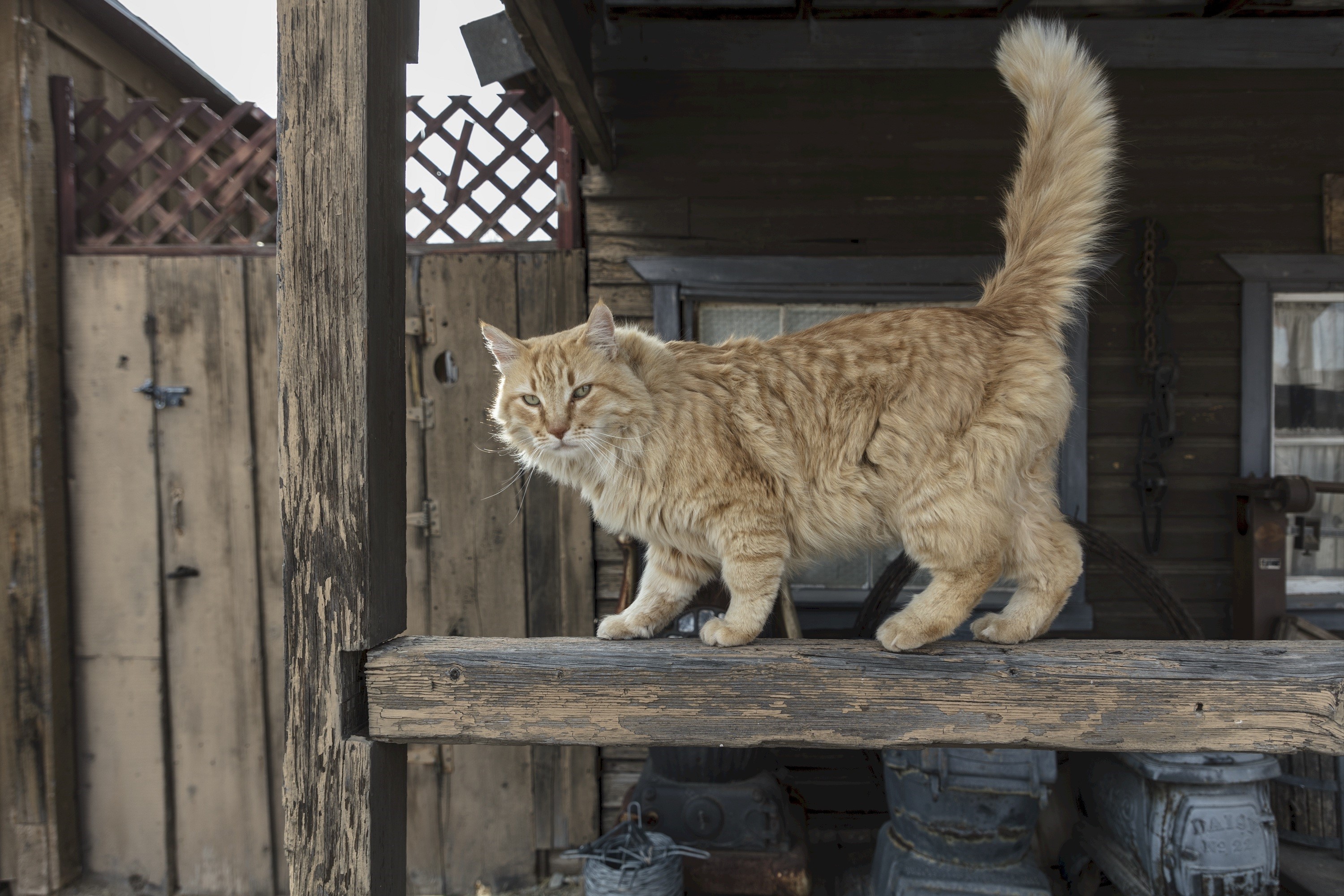 Fluffy orange cat on a wooden beam HD Wallpaper