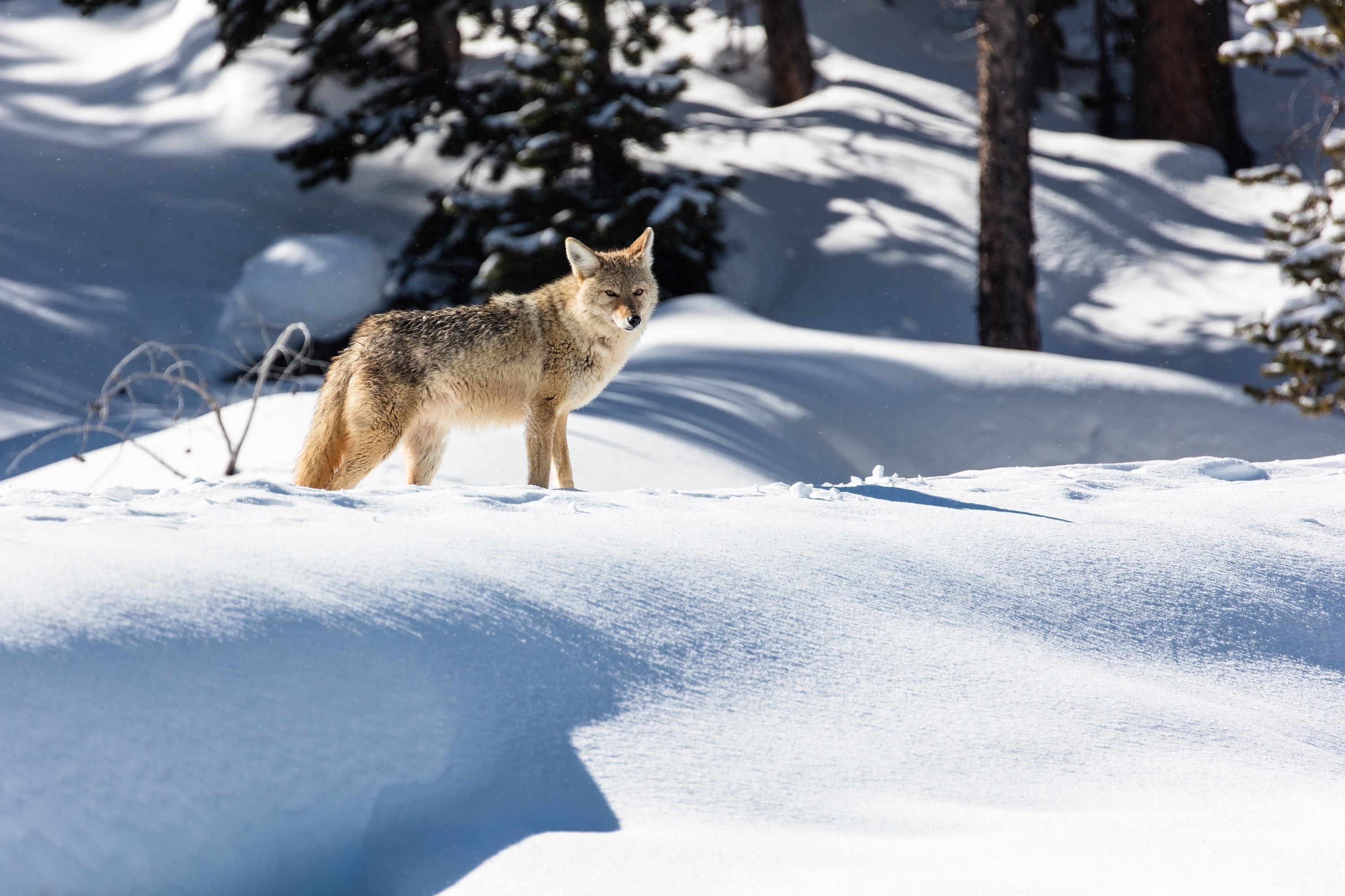 Coyote standing in the snow during winter HD Wallpaper