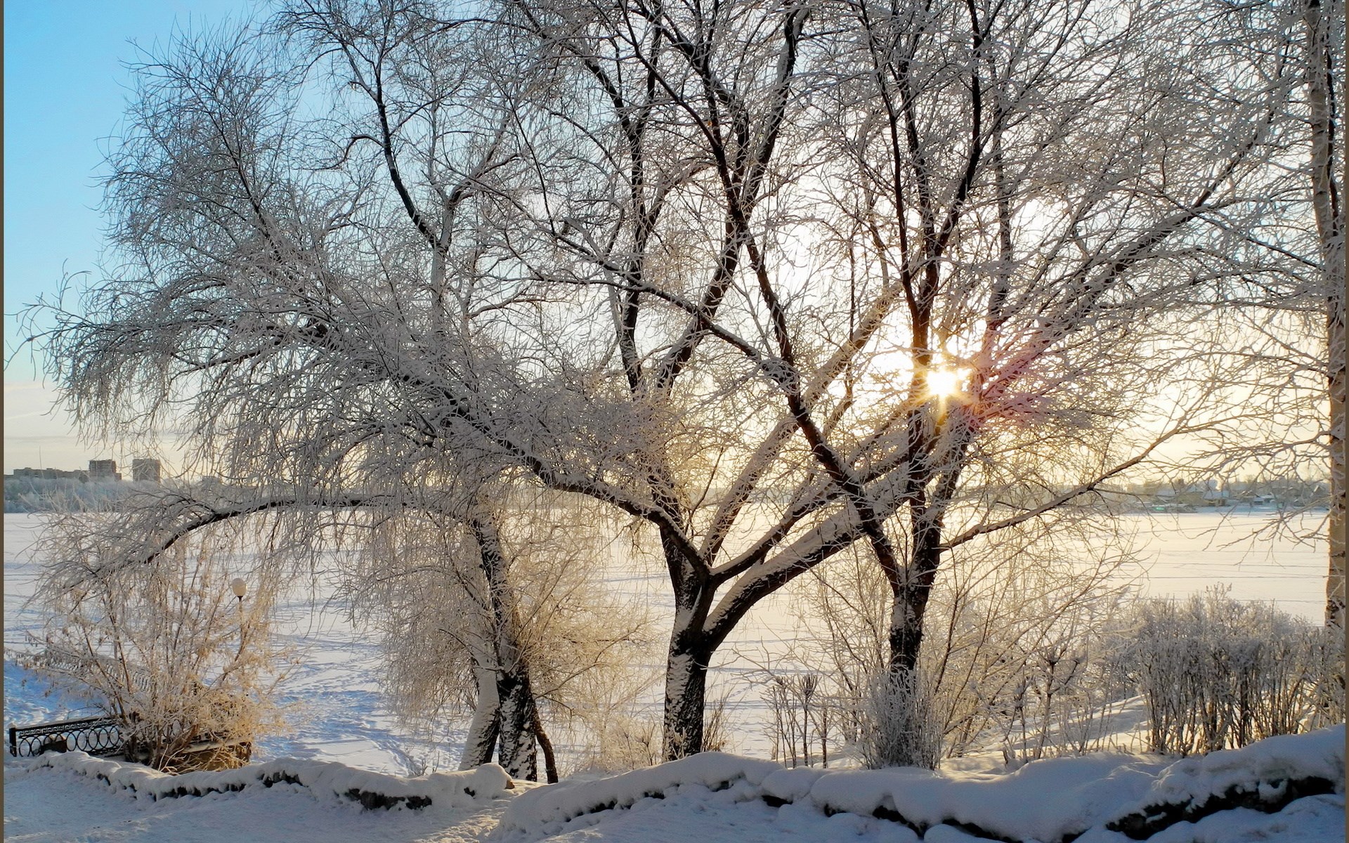 Sunlight through frosted trees in winter HD Wallpaper