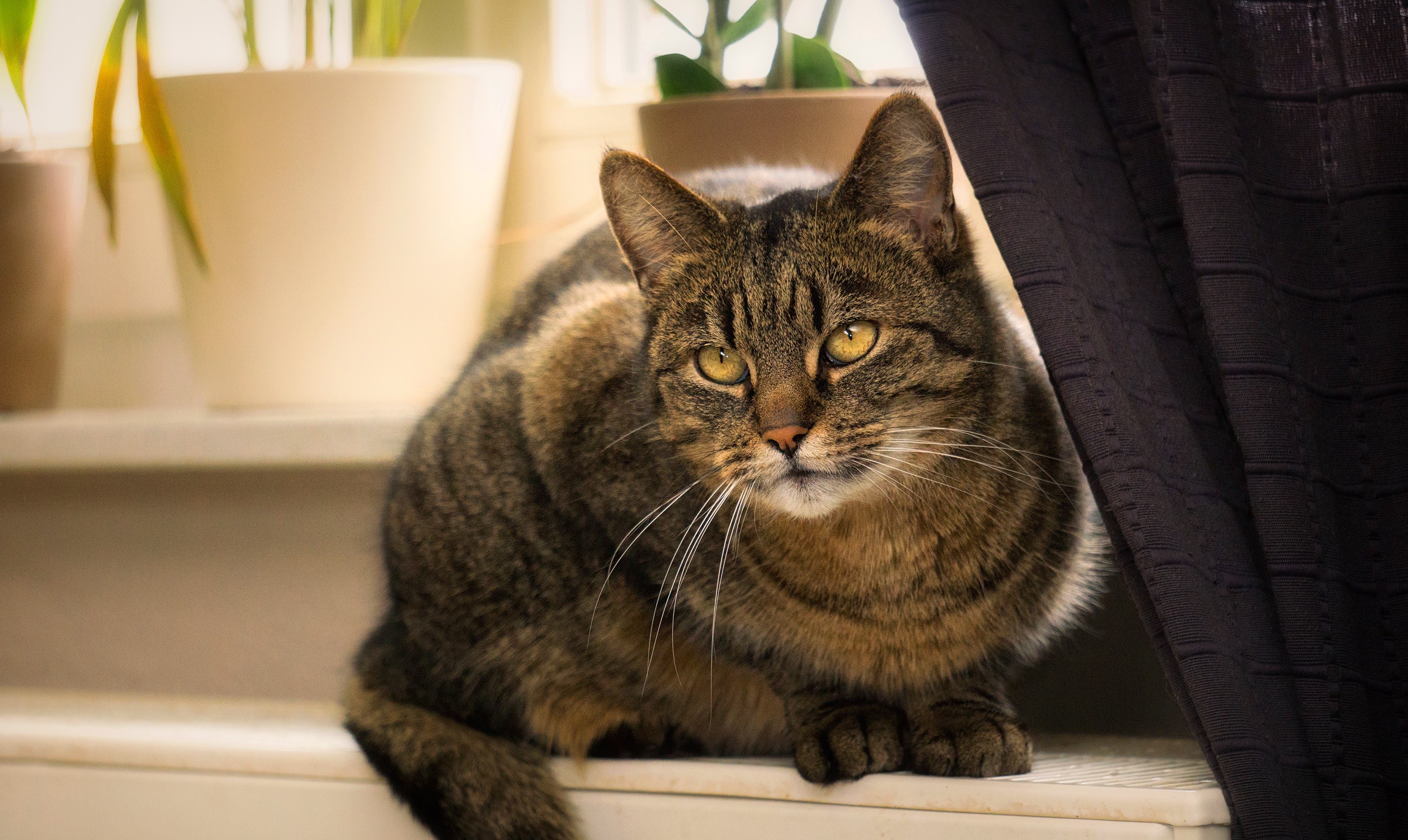 Tabby cat sitting on a windowsill HD Wallpaper